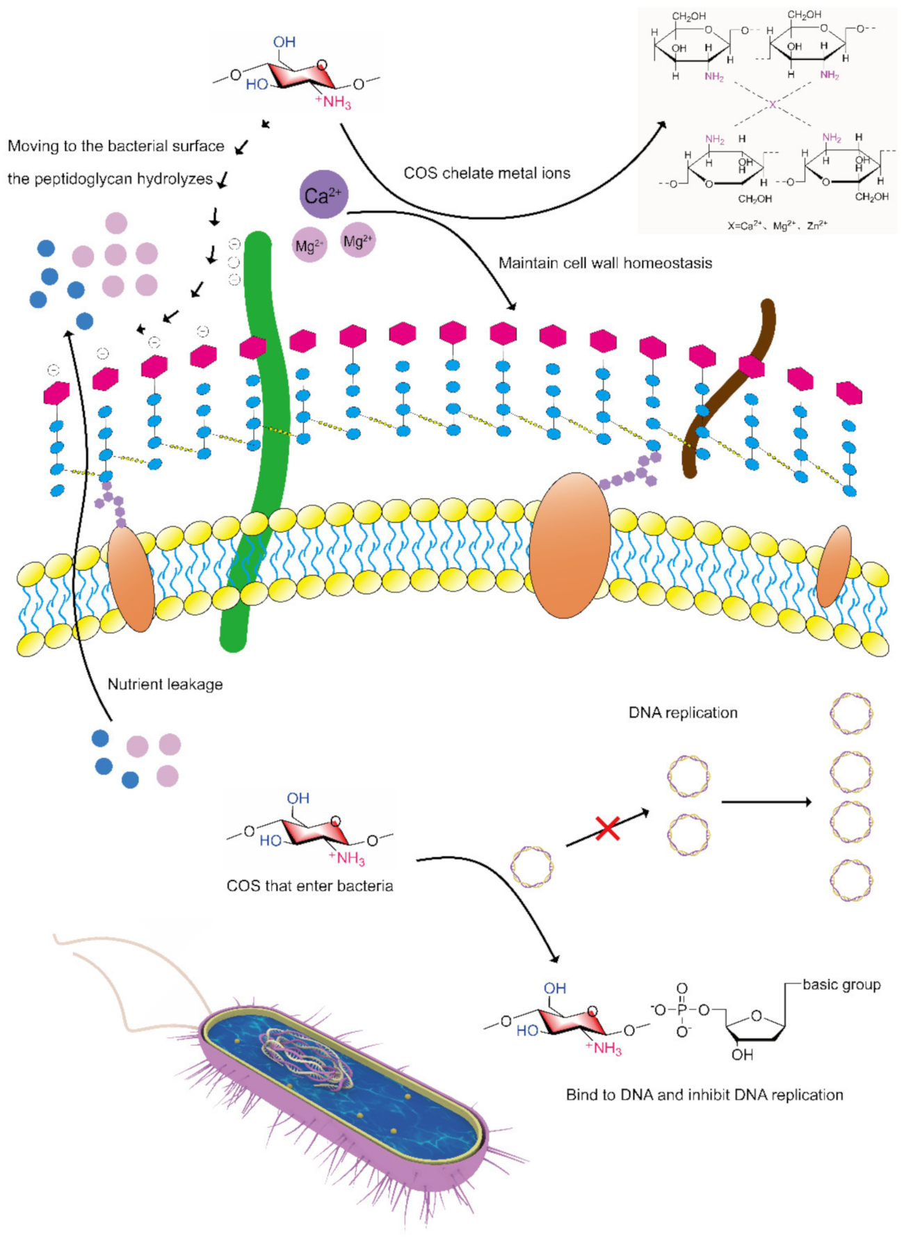 Marinedrugs 20 00069 g007 Marinedrugs 20 00069 g007