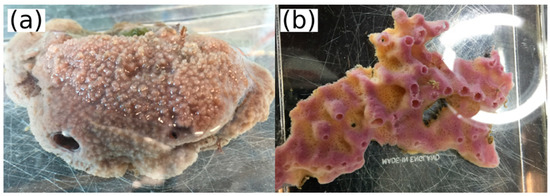 Marinedrugs 20 00074 g0a1 550