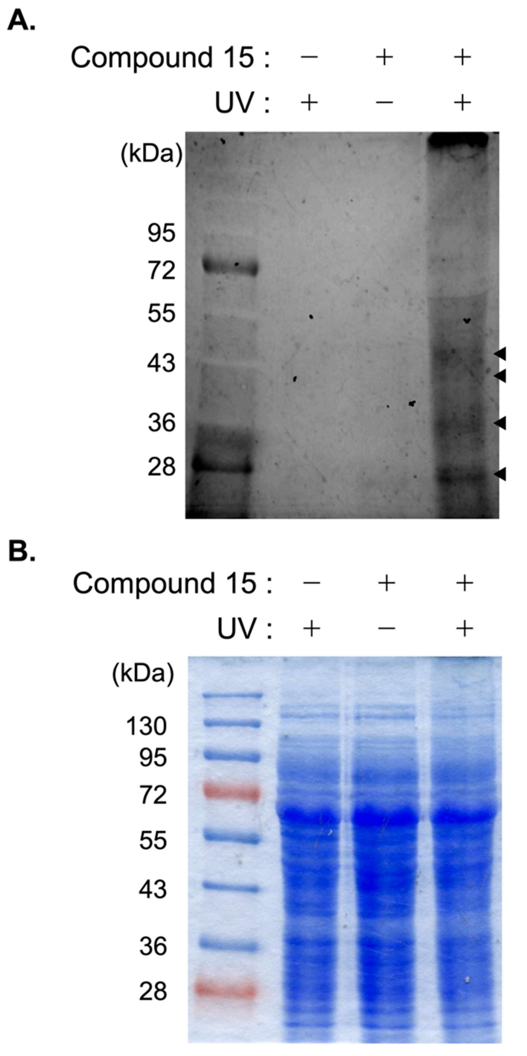 Marinedrugs 20 00098 g002