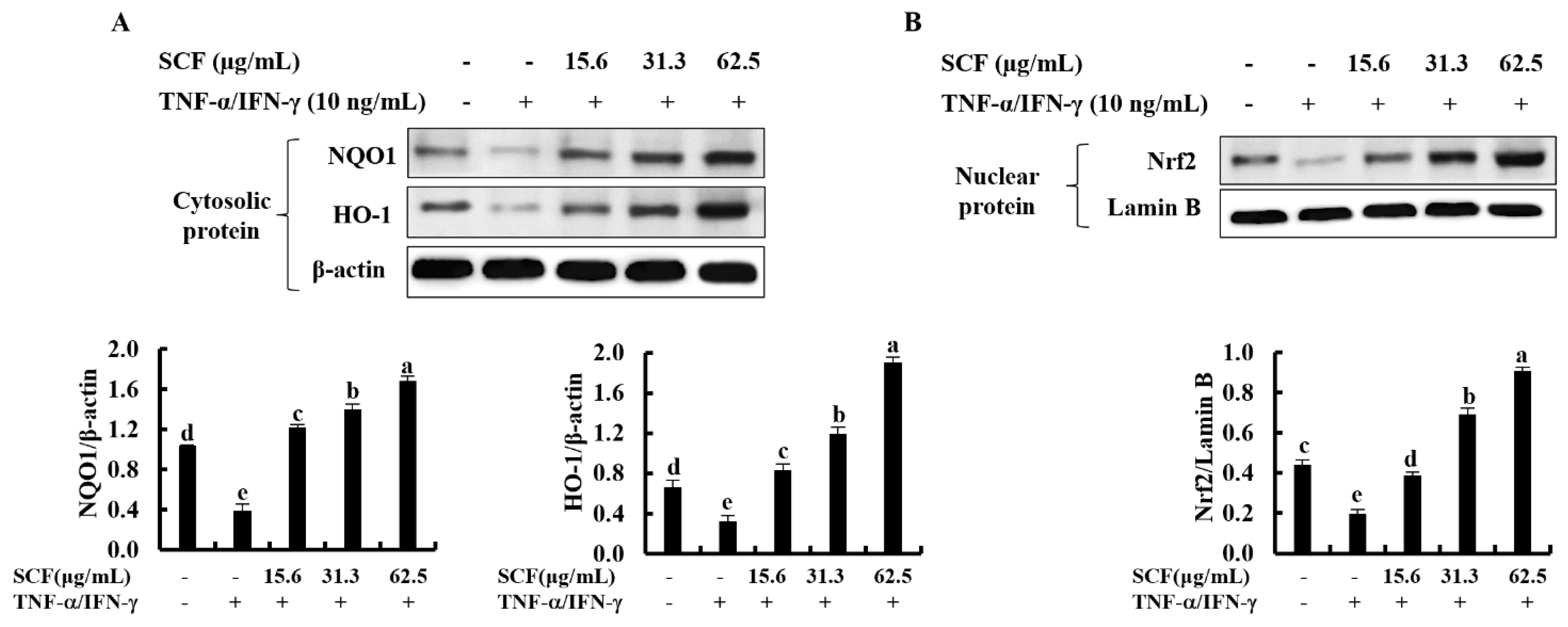 Marinedrugs 20 00117 g004 Marinedrugs 20 00117 g004