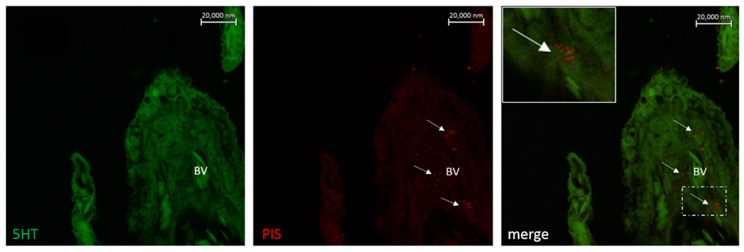 Marinedrugs 20 00145 g012