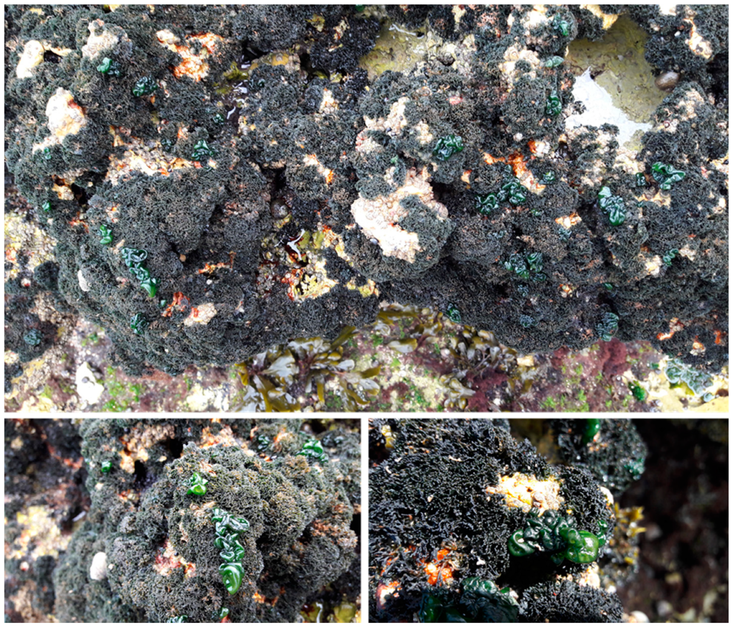 Marinedrugs 20 00169 g001