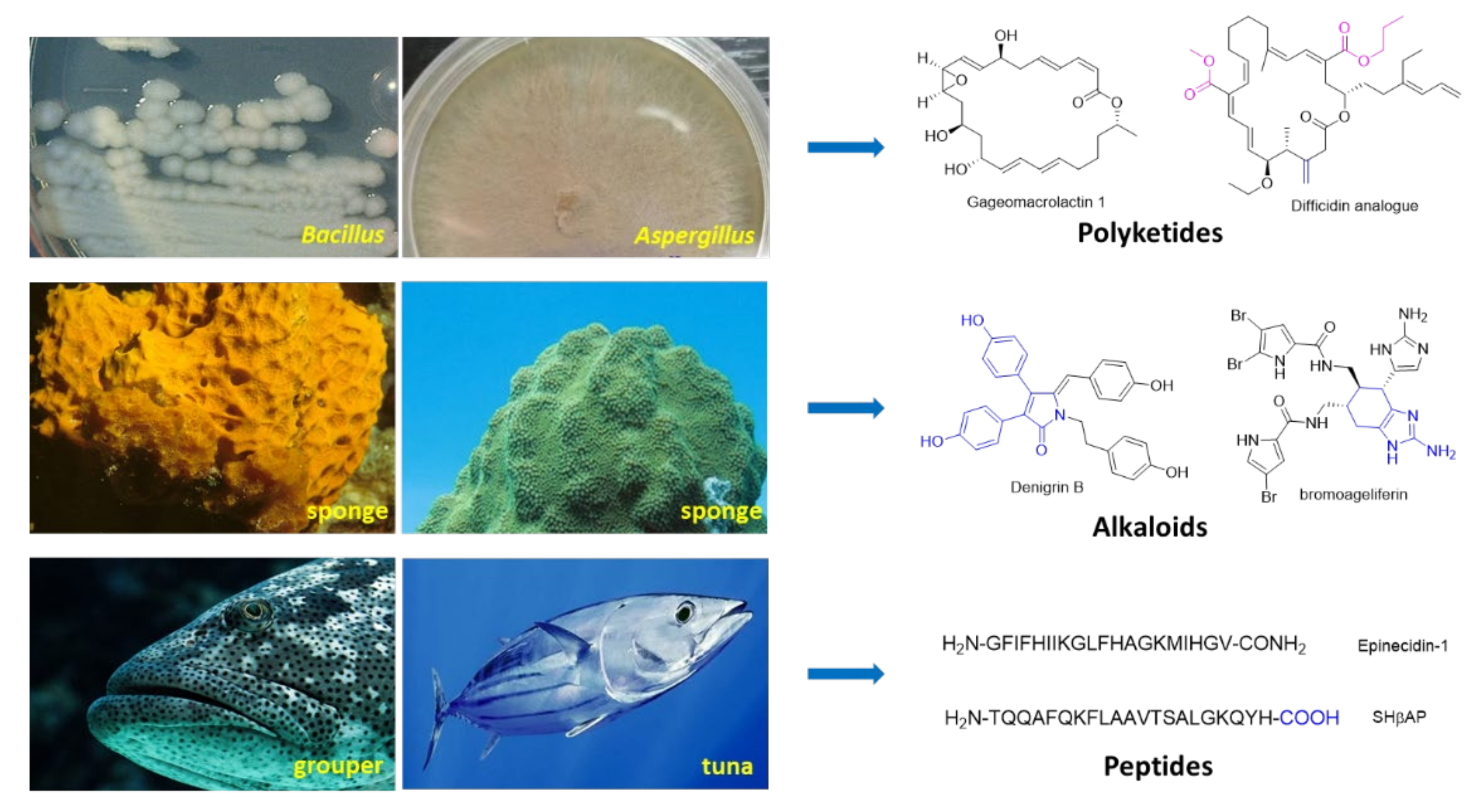 Marinedrugs 20 00192 g008