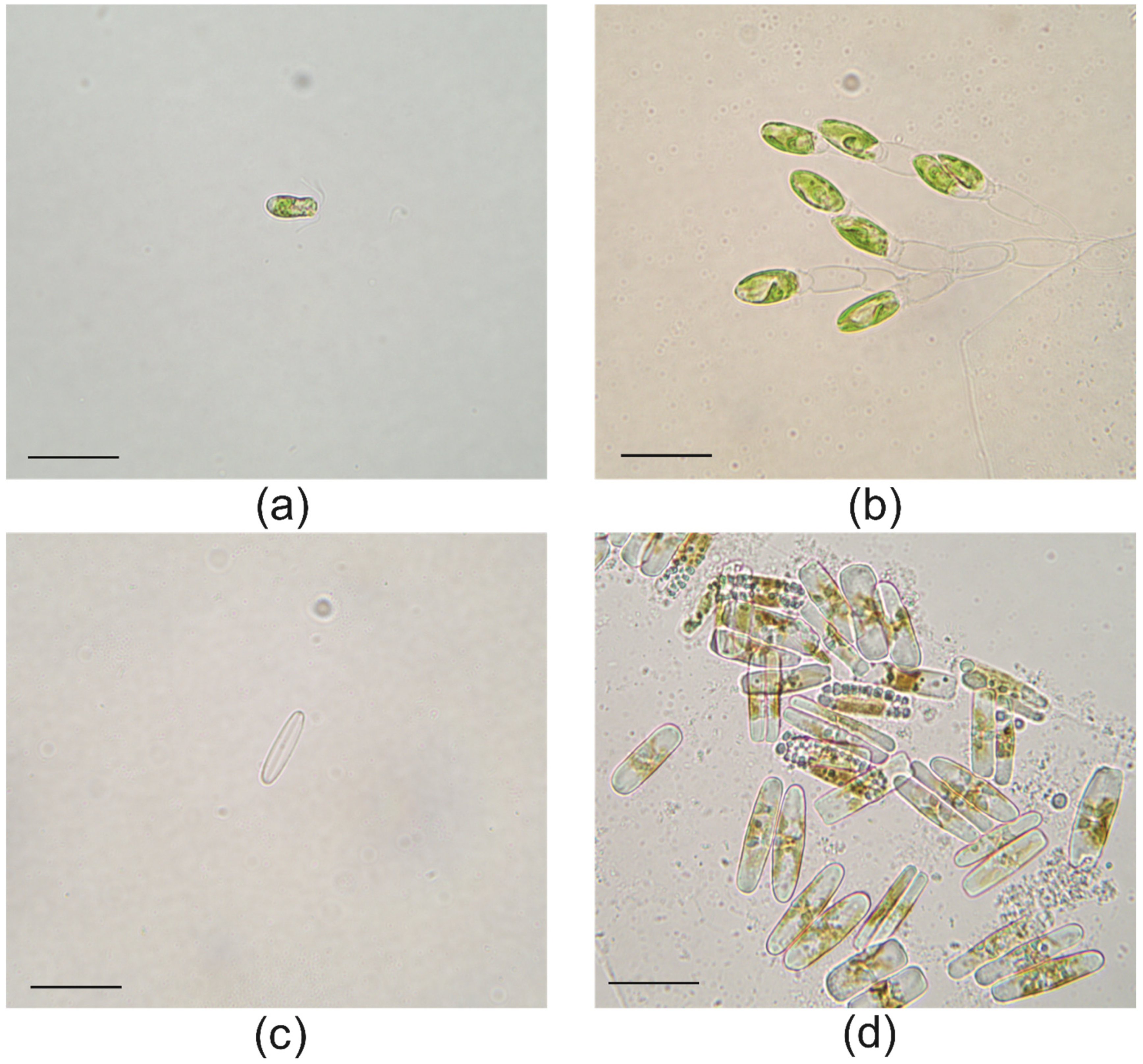 Marinedrugs 20 00207 g003