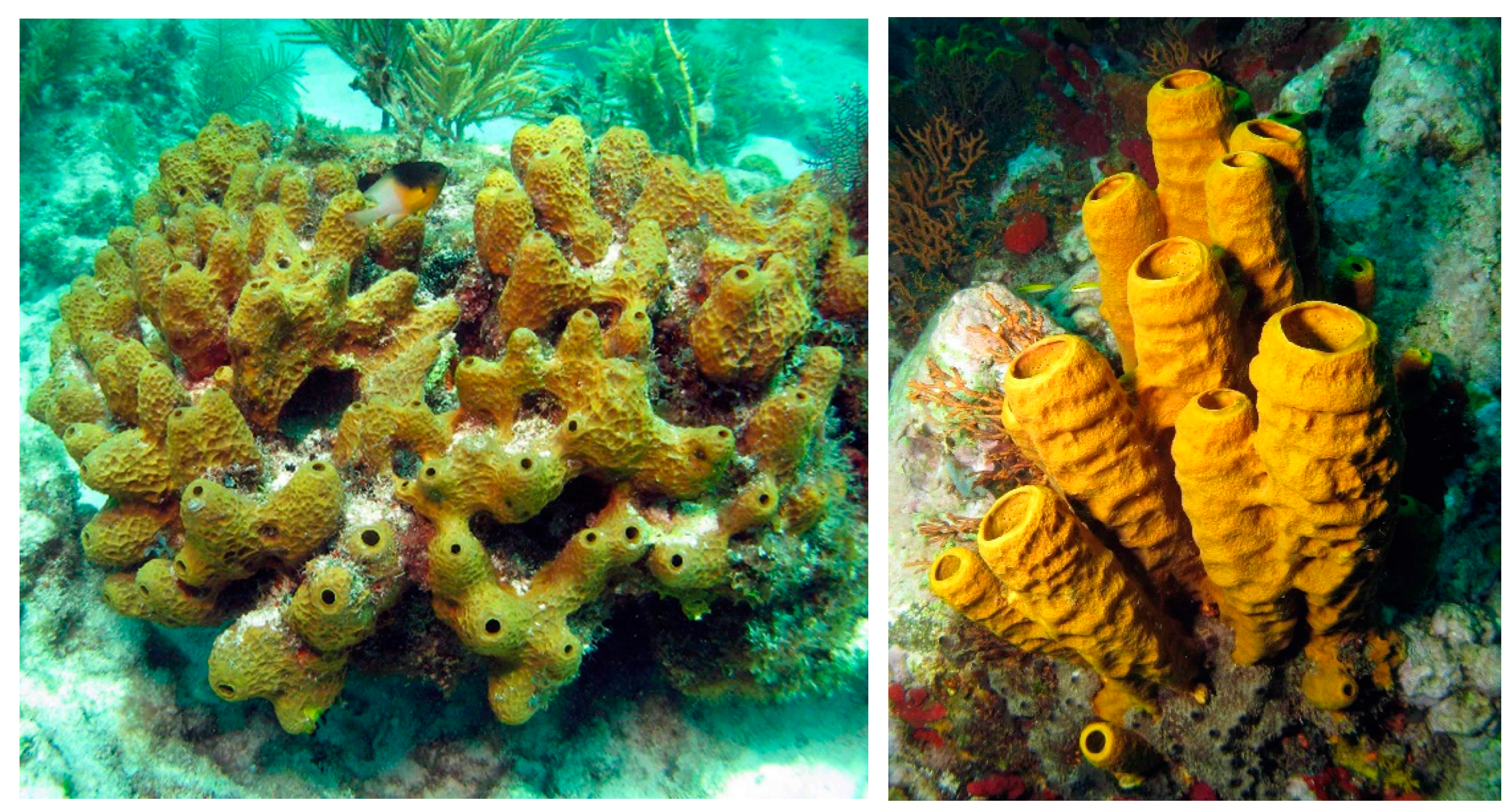 Marinedrugs 20 00219 g001