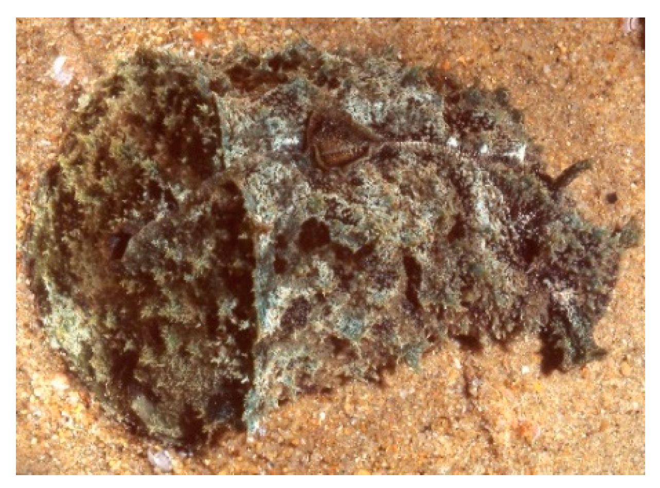 Marinedrugs 20 00219 g011