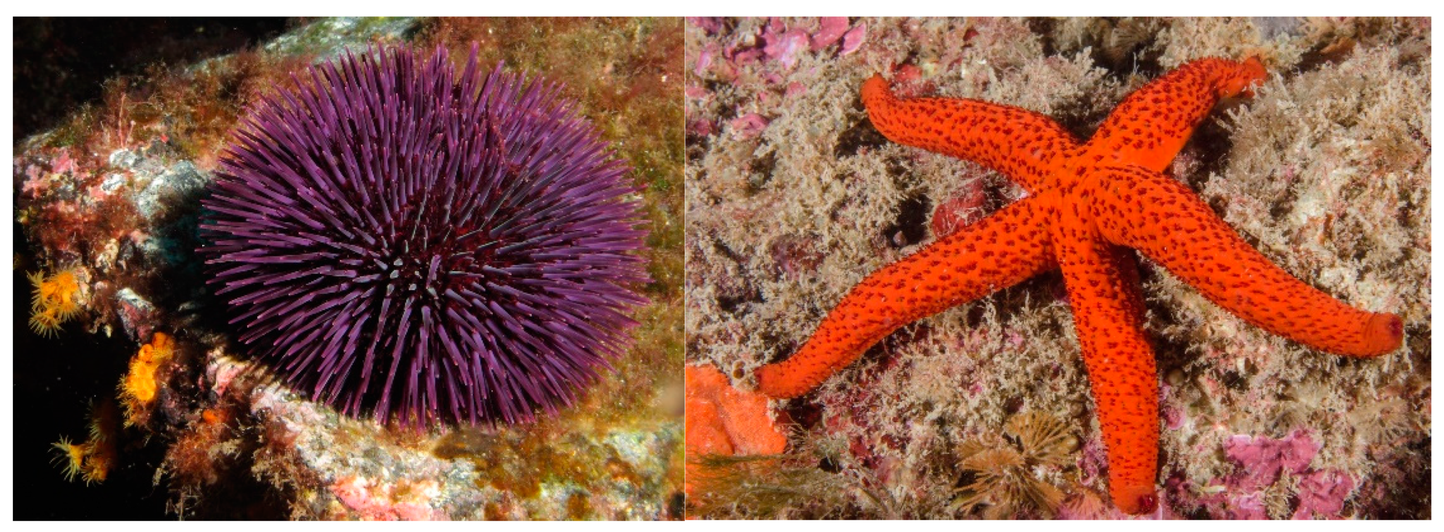 Marinedrugs 20 00219 g013