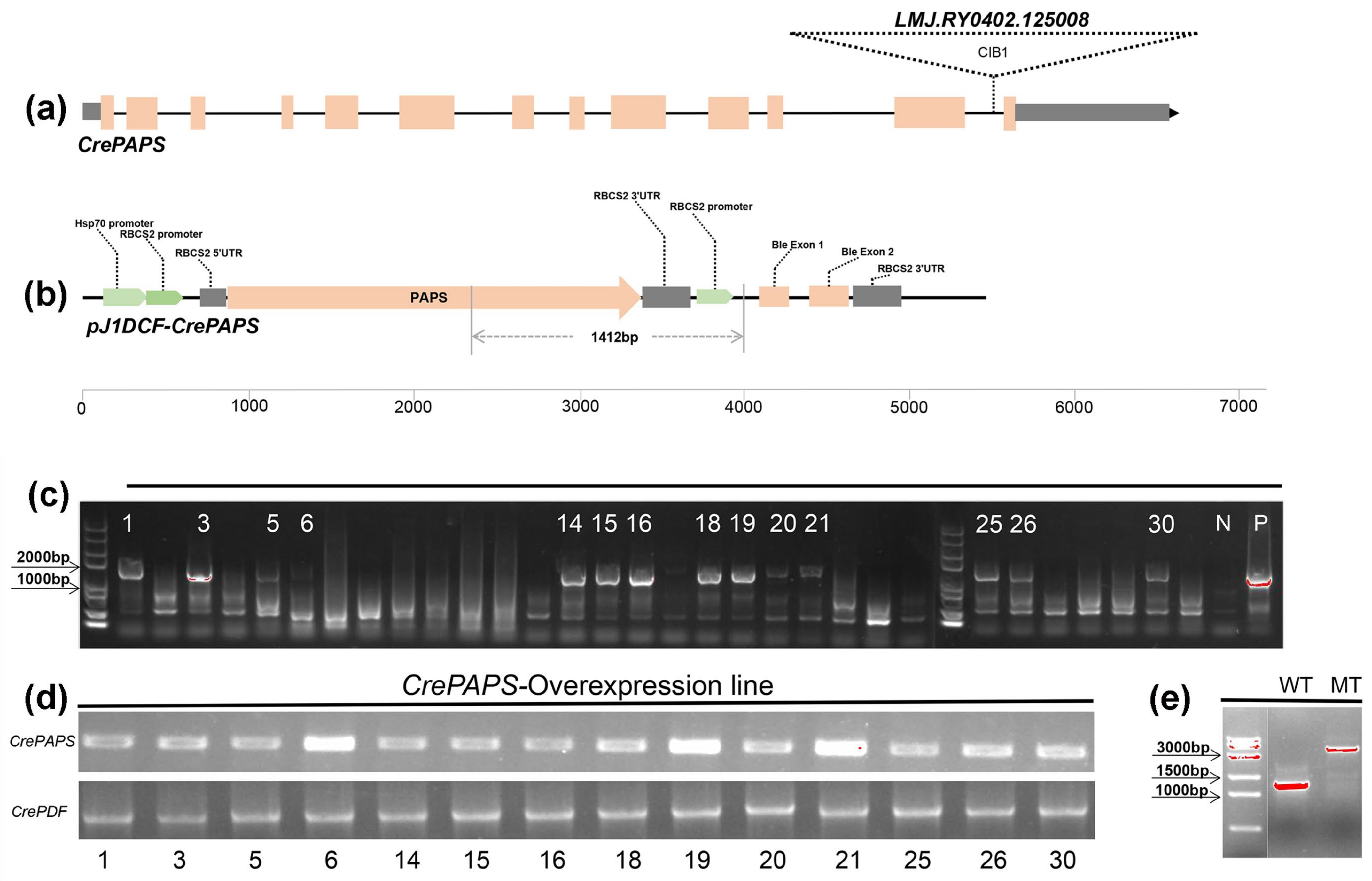 Marinedrugs 20 00276 g001 Marinedrugs 20 00276 g001