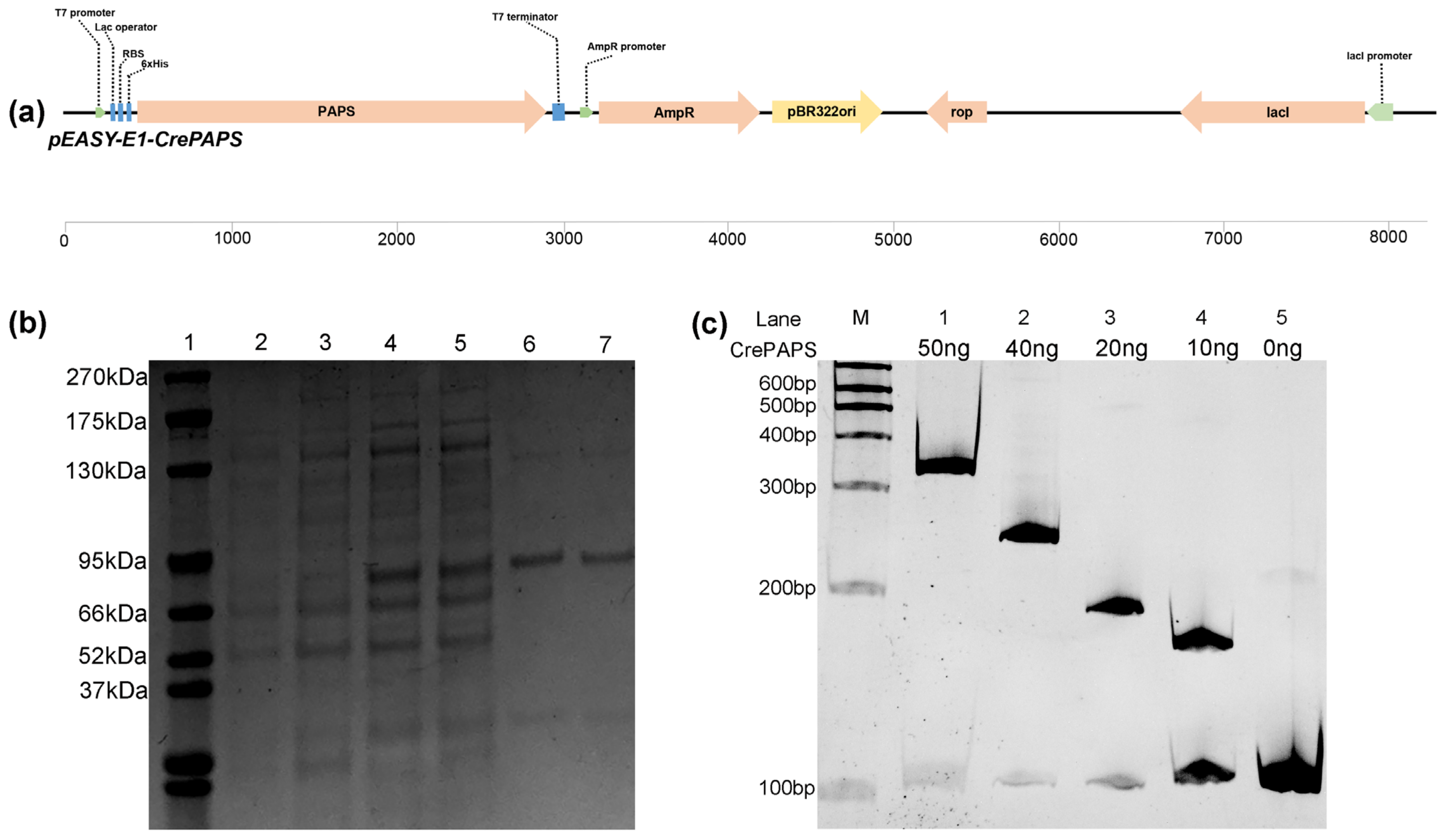 Marinedrugs 20 00276 g003 Marinedrugs 20 00276 g003