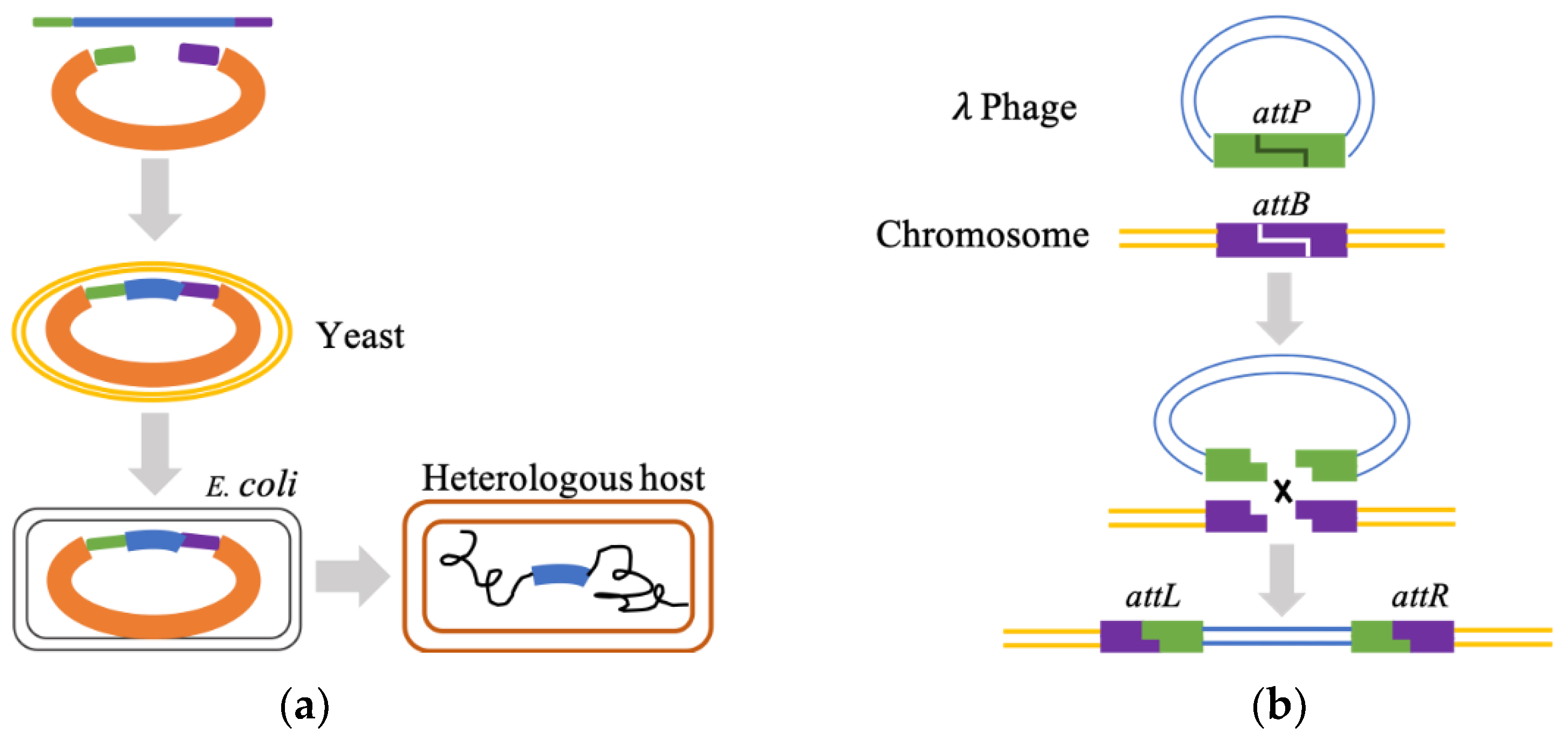 Marinedrugs 20 00341 g002a