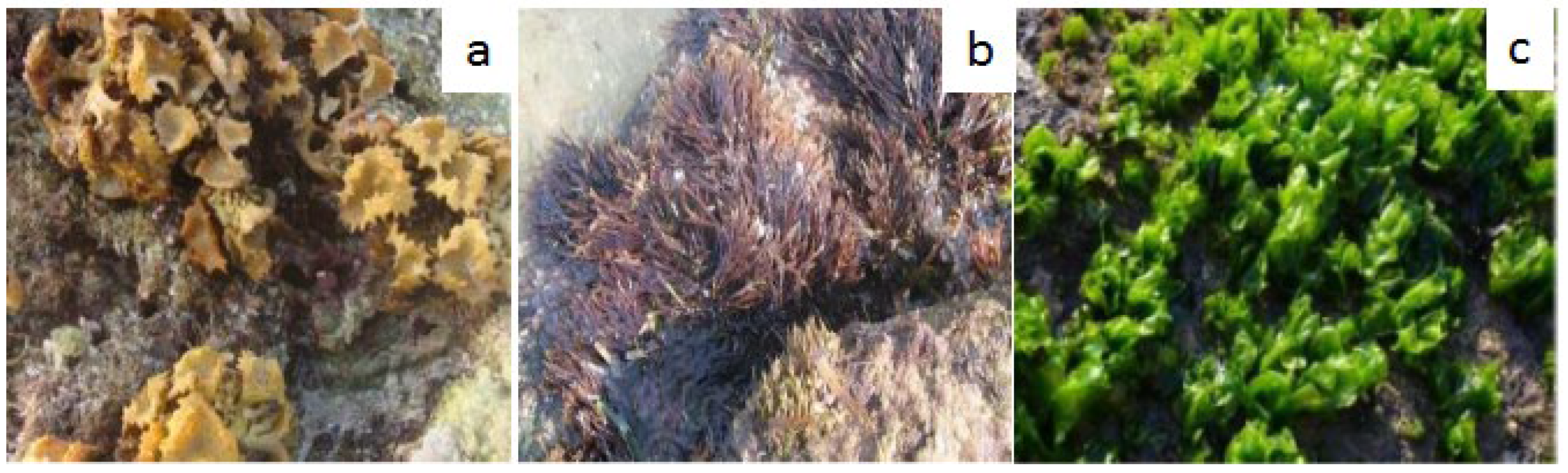 Marinedrugs 20 00342 g001