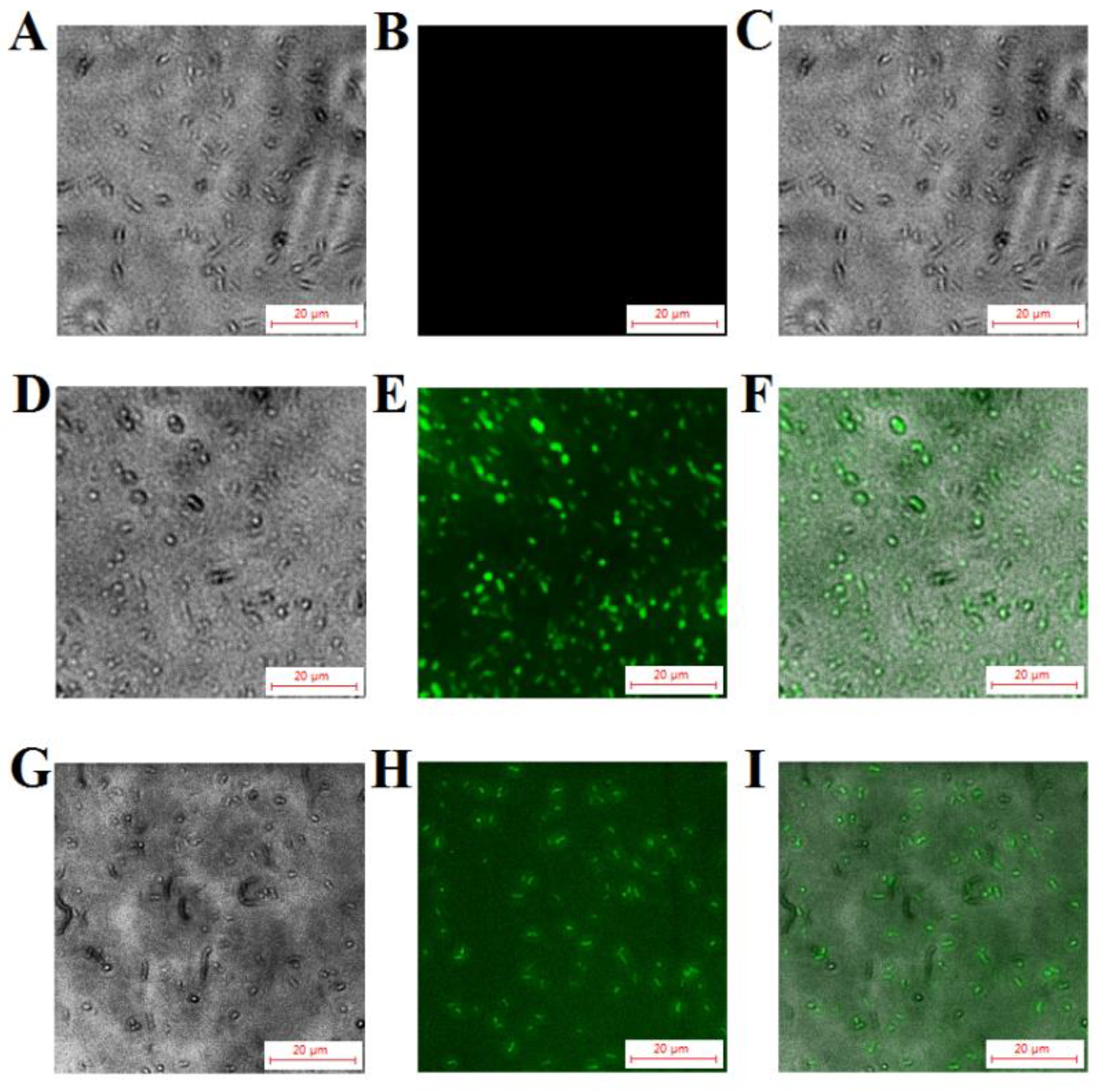 Marinedrugs 20 00353 g006