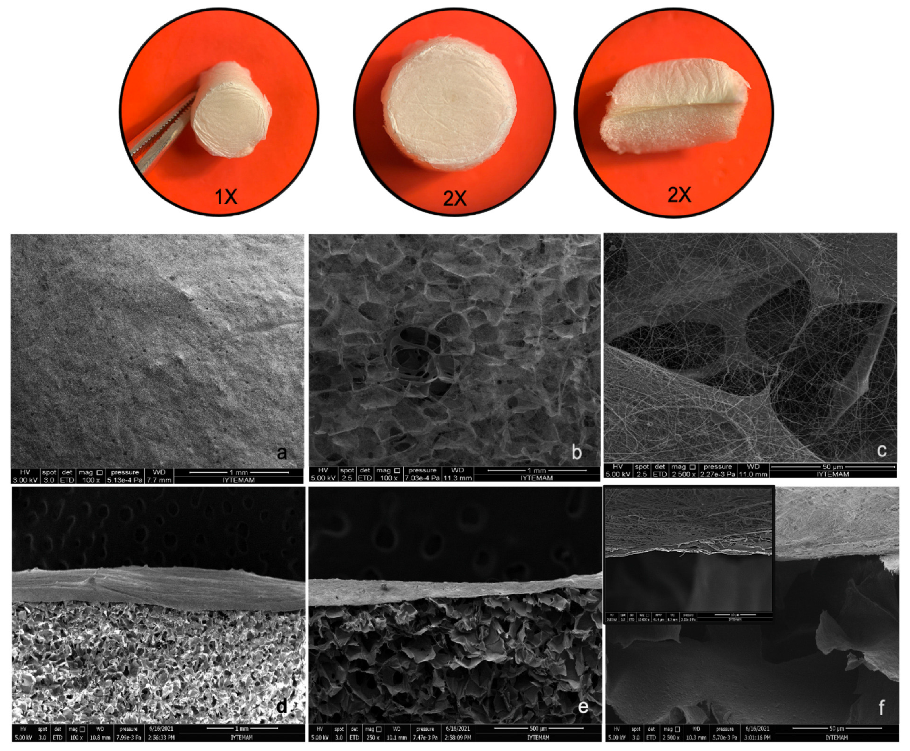 Marinedrugs 20 00396 g005