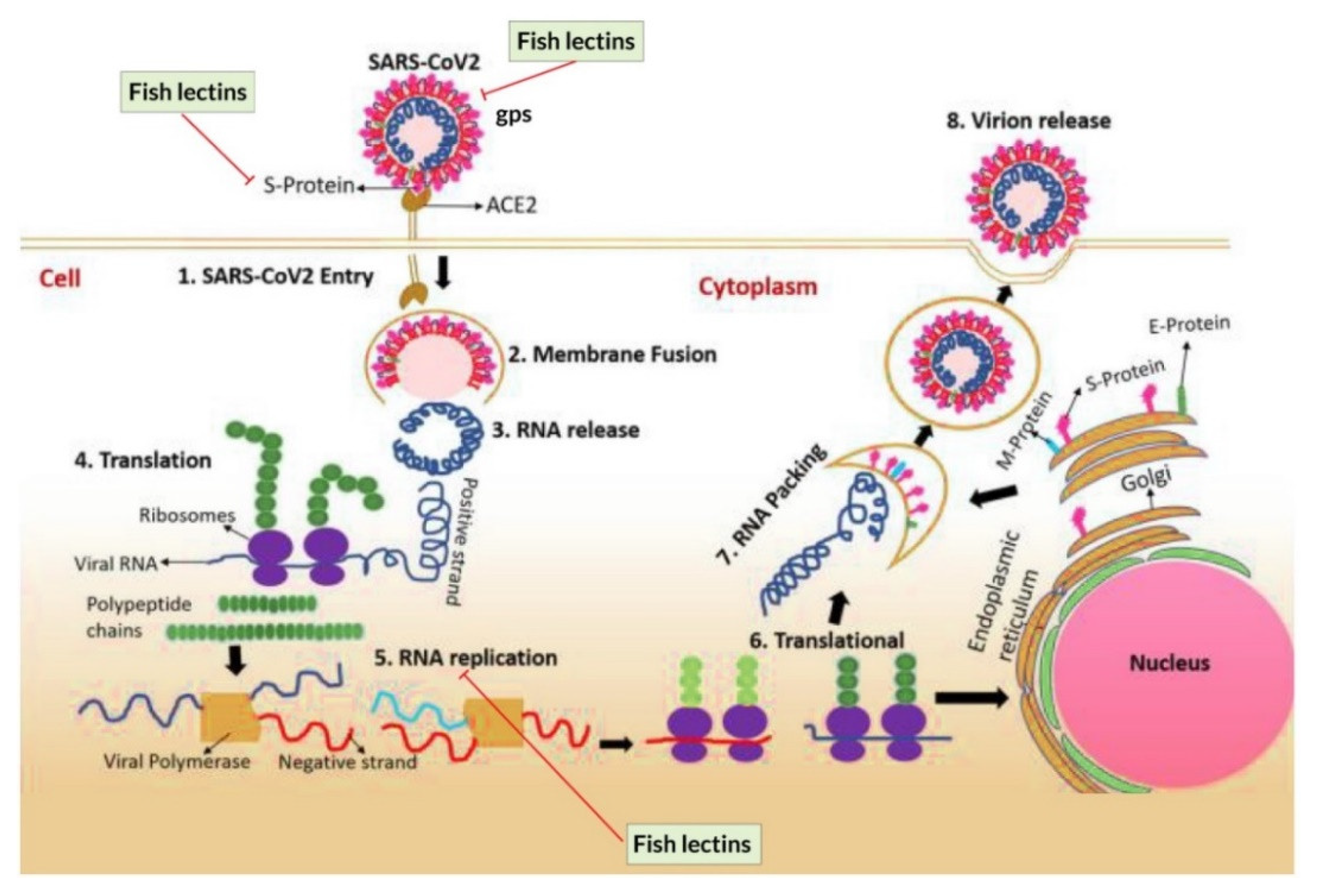 Marinedrugs 20 00430 g005 Marinedrugs 20 00430 g005