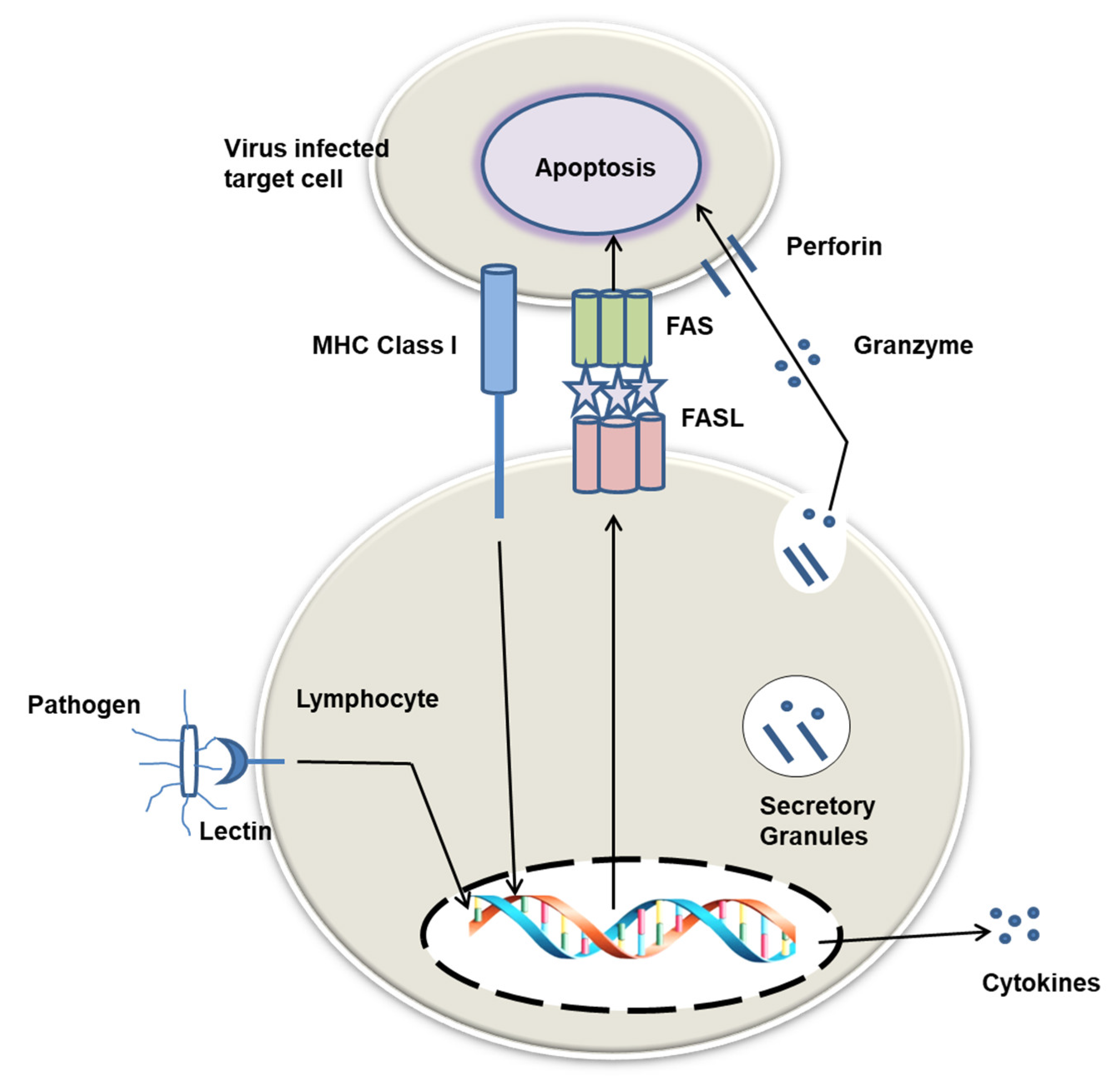 Marinedrugs 20 00430 g008 Marinedrugs 20 00430 g008
