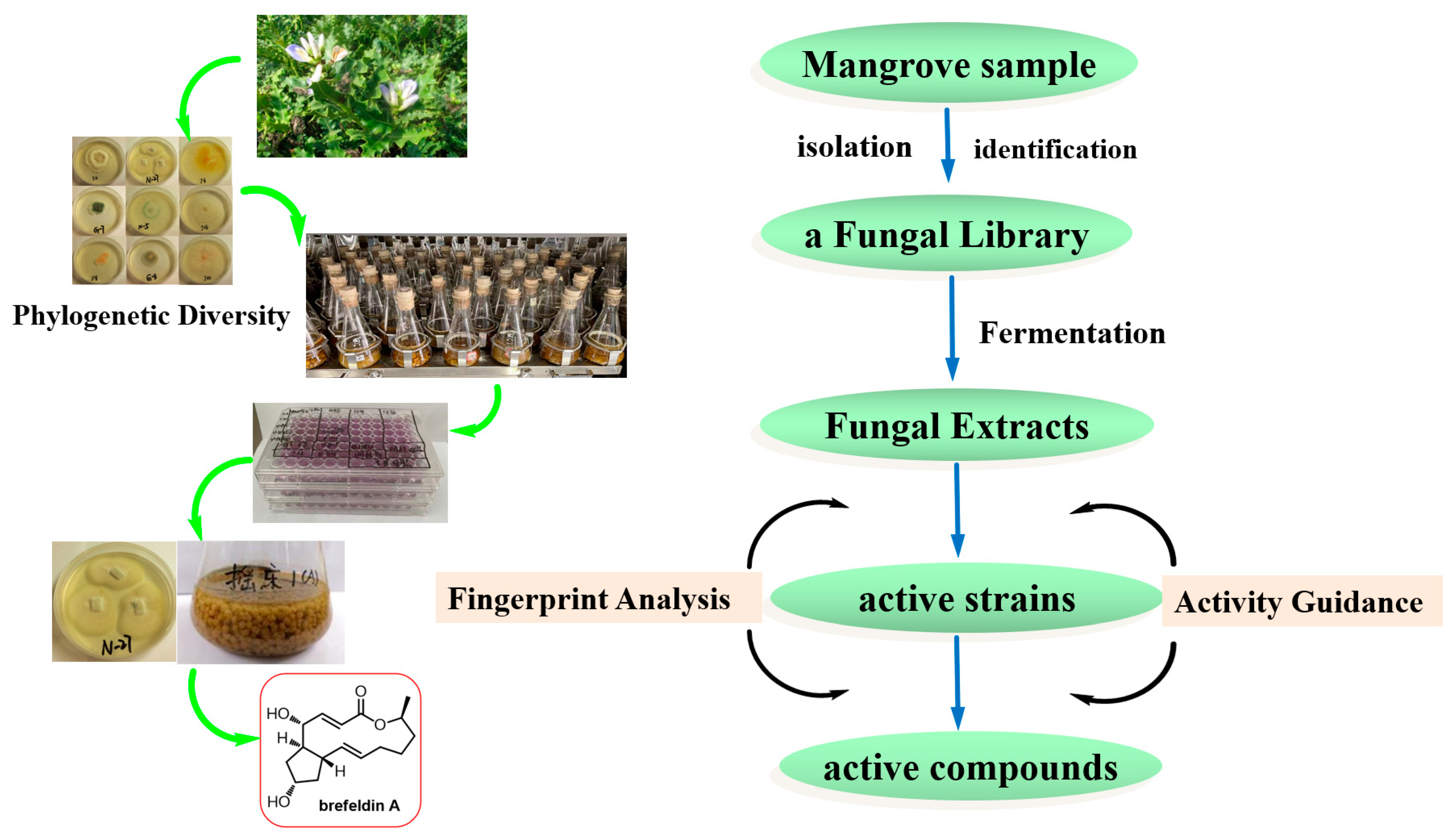 Marinedrugs 20 00432 g001