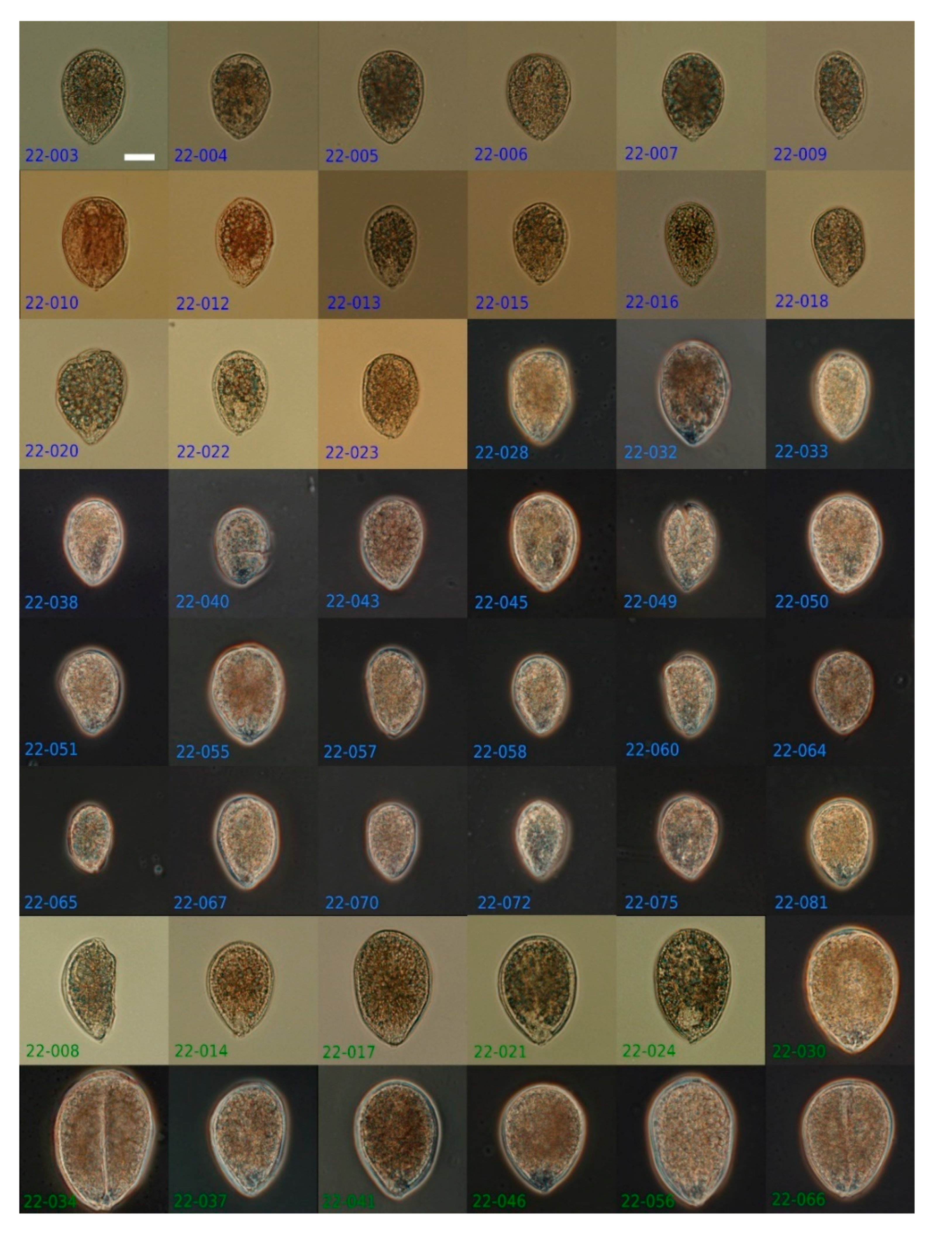 Marinedrugs 20 00461 g006