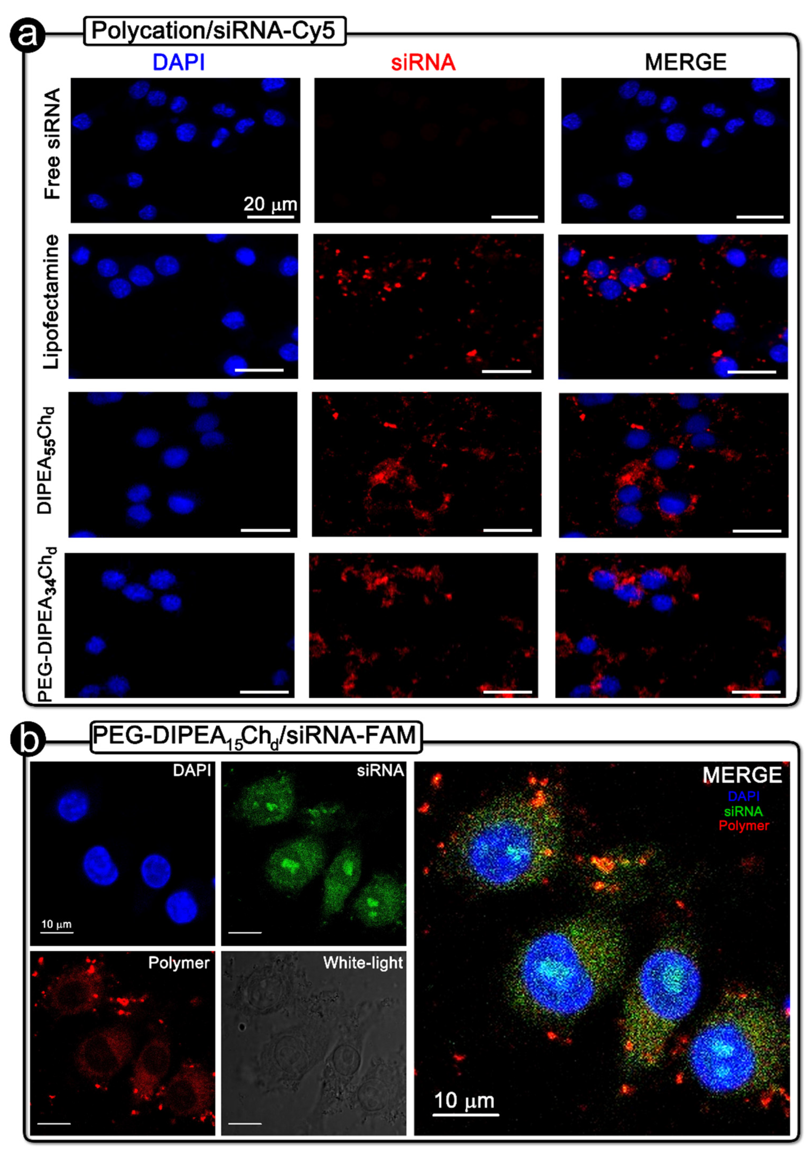 Marinedrugs 20 00476 g008