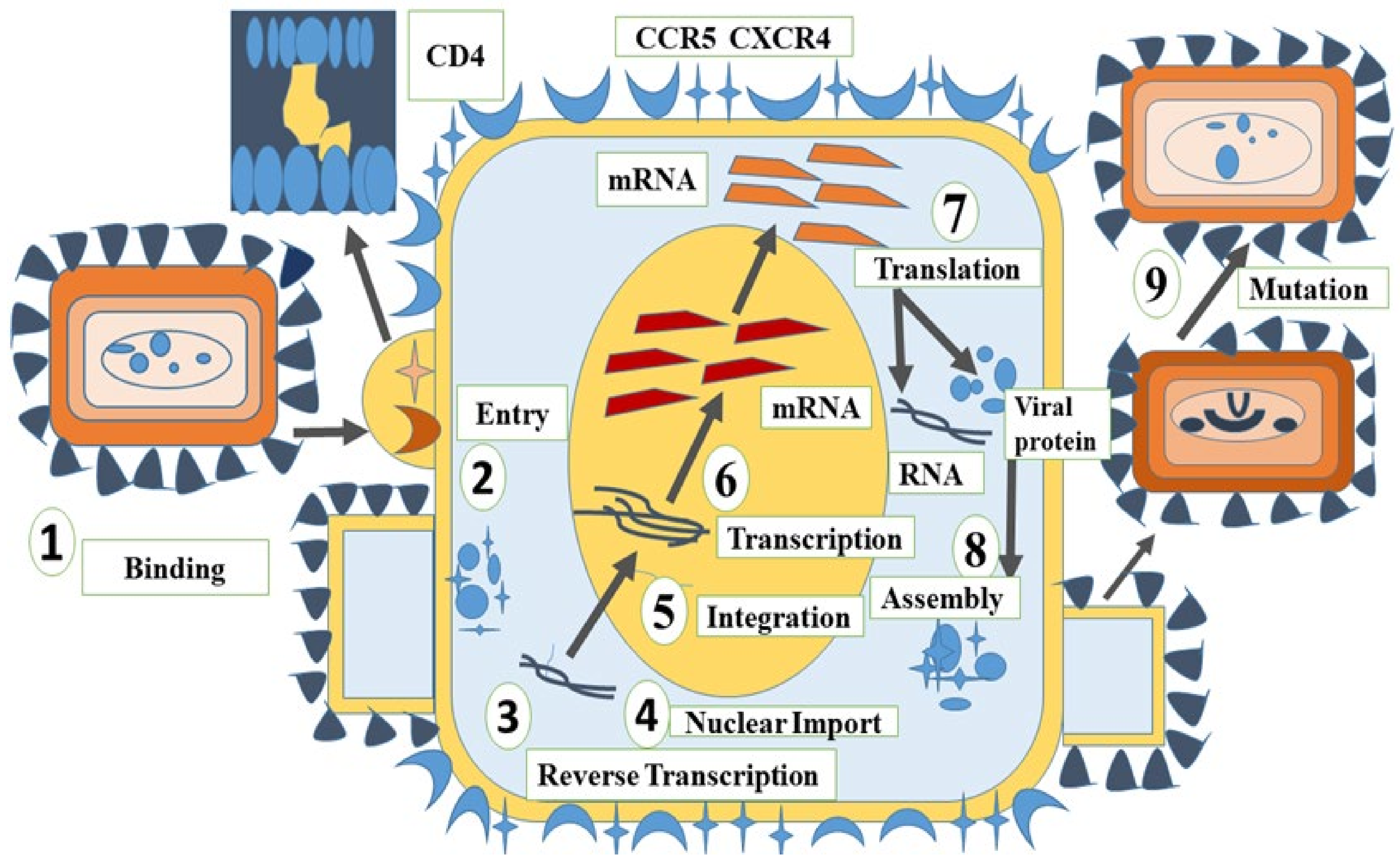 Marinedrugs 20 00477 g001