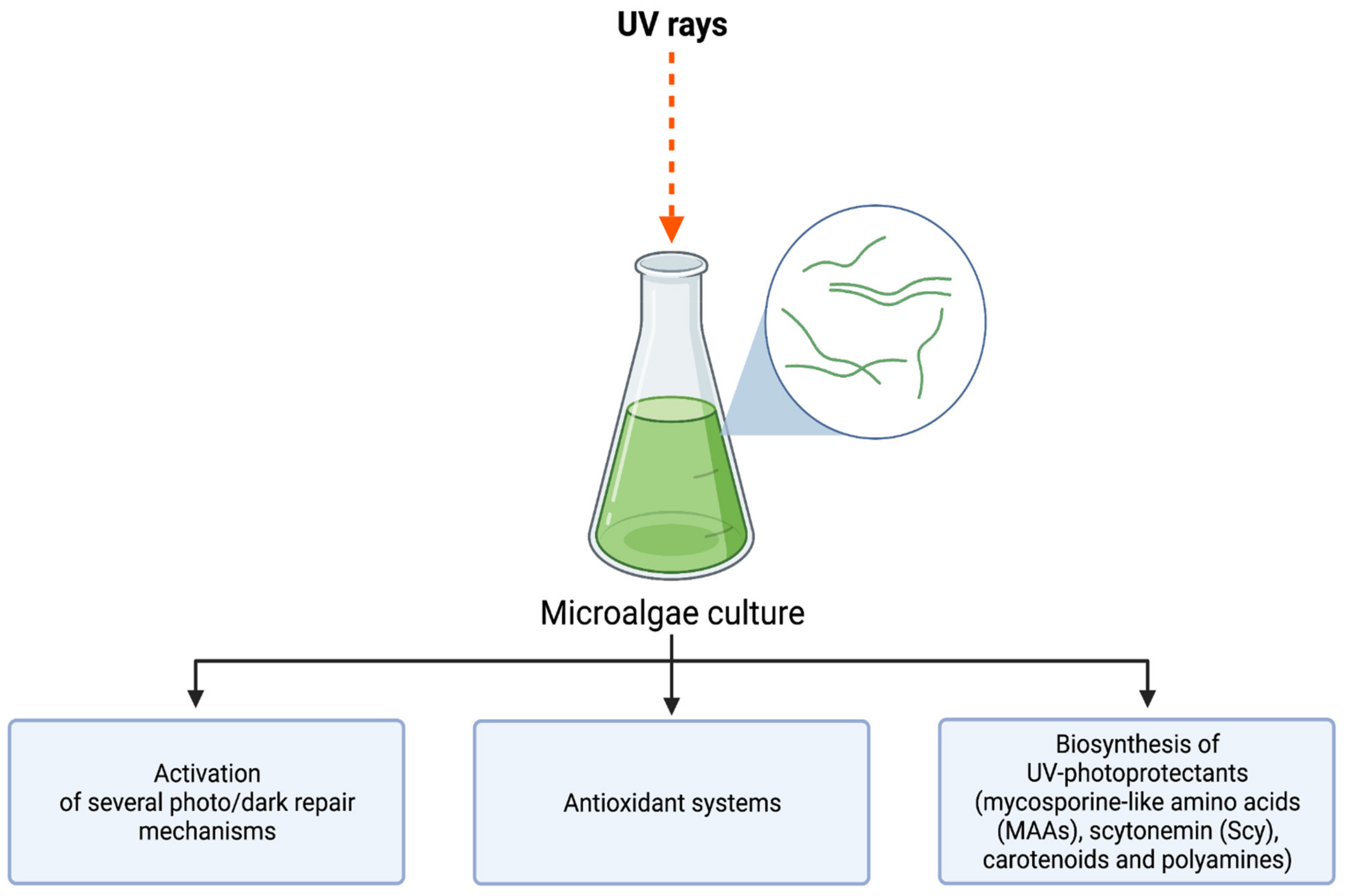 Marinedrugs 20 00487 g002