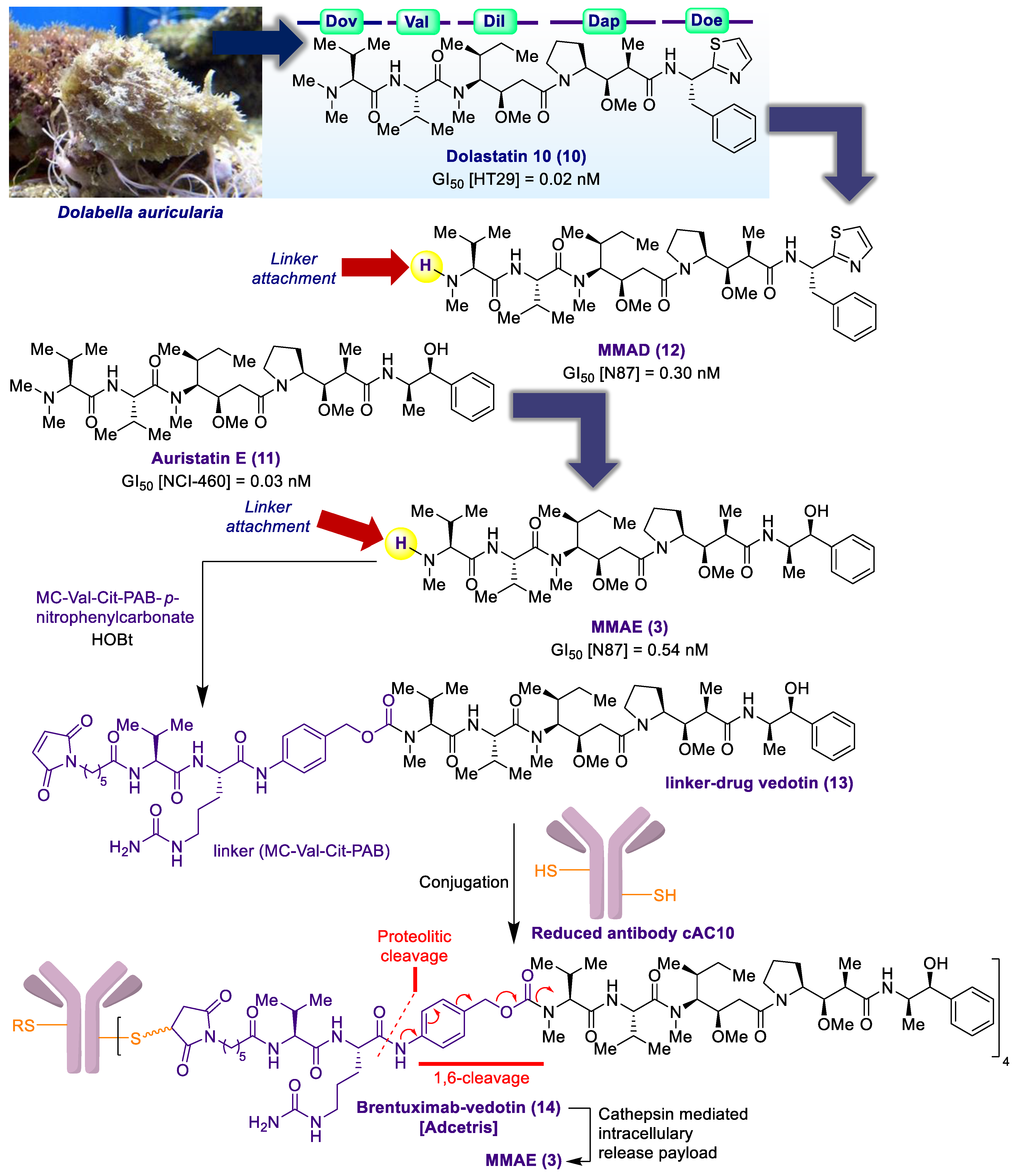 Marinedrugs 20 00494 sch001