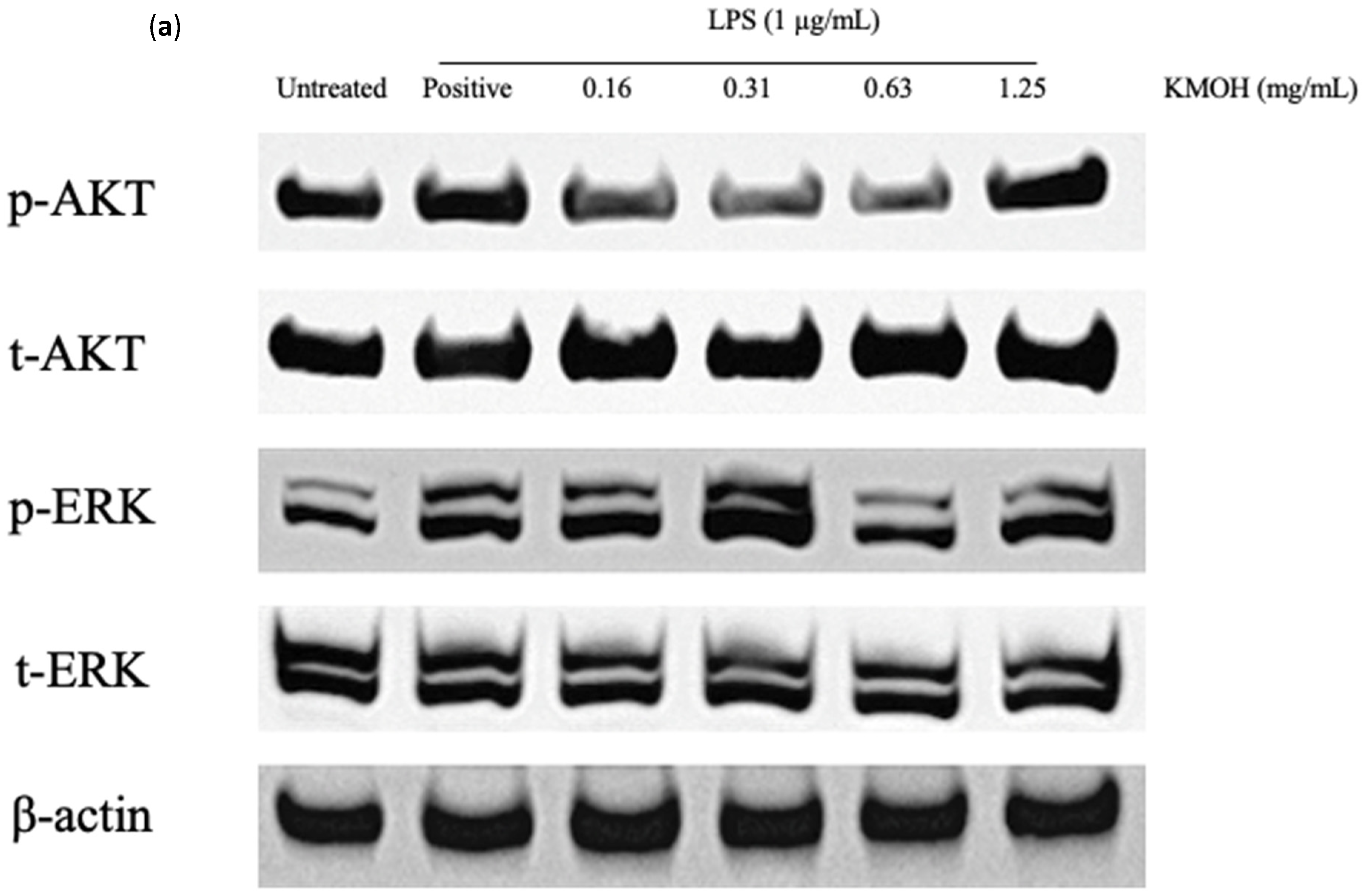 Marinedrugs 20 00534 g006a Marinedrugs 20 00534 g006a