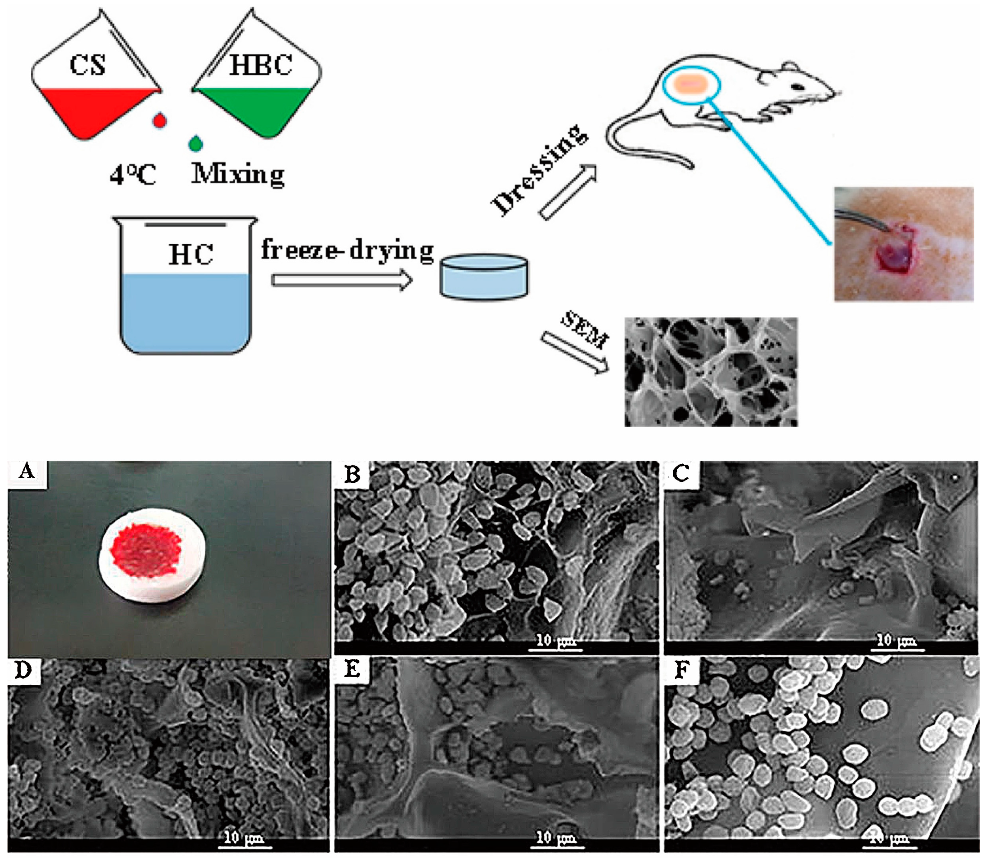 Marinedrugs 20 00536 g010