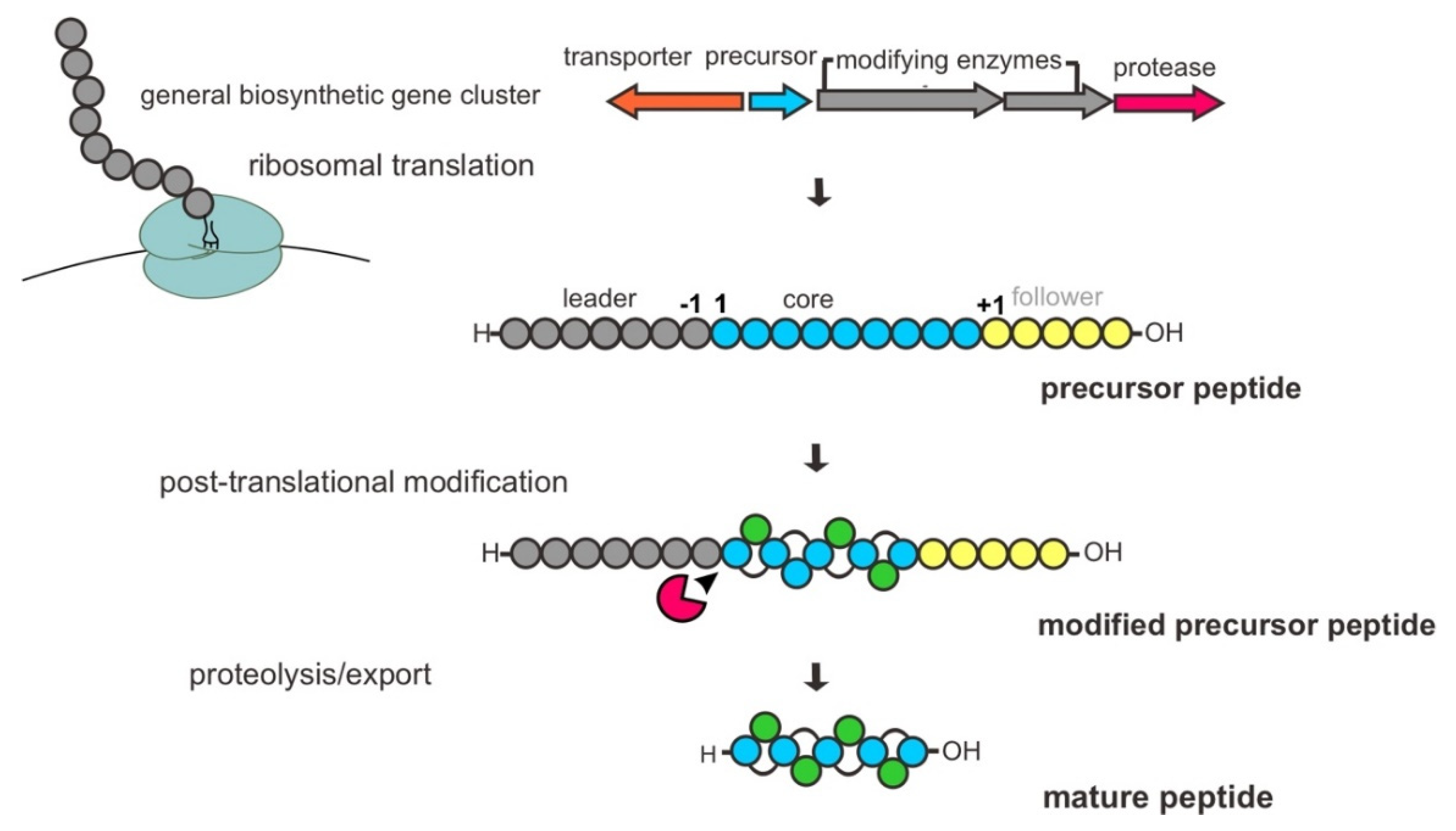 Marinedrugs 20 00544 g002