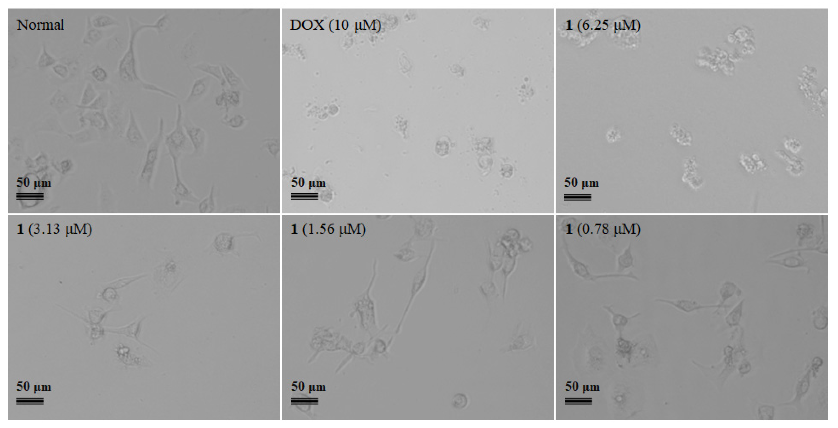 Marinedrugs 20 00591 g004 Marinedrugs 20 00591 g004