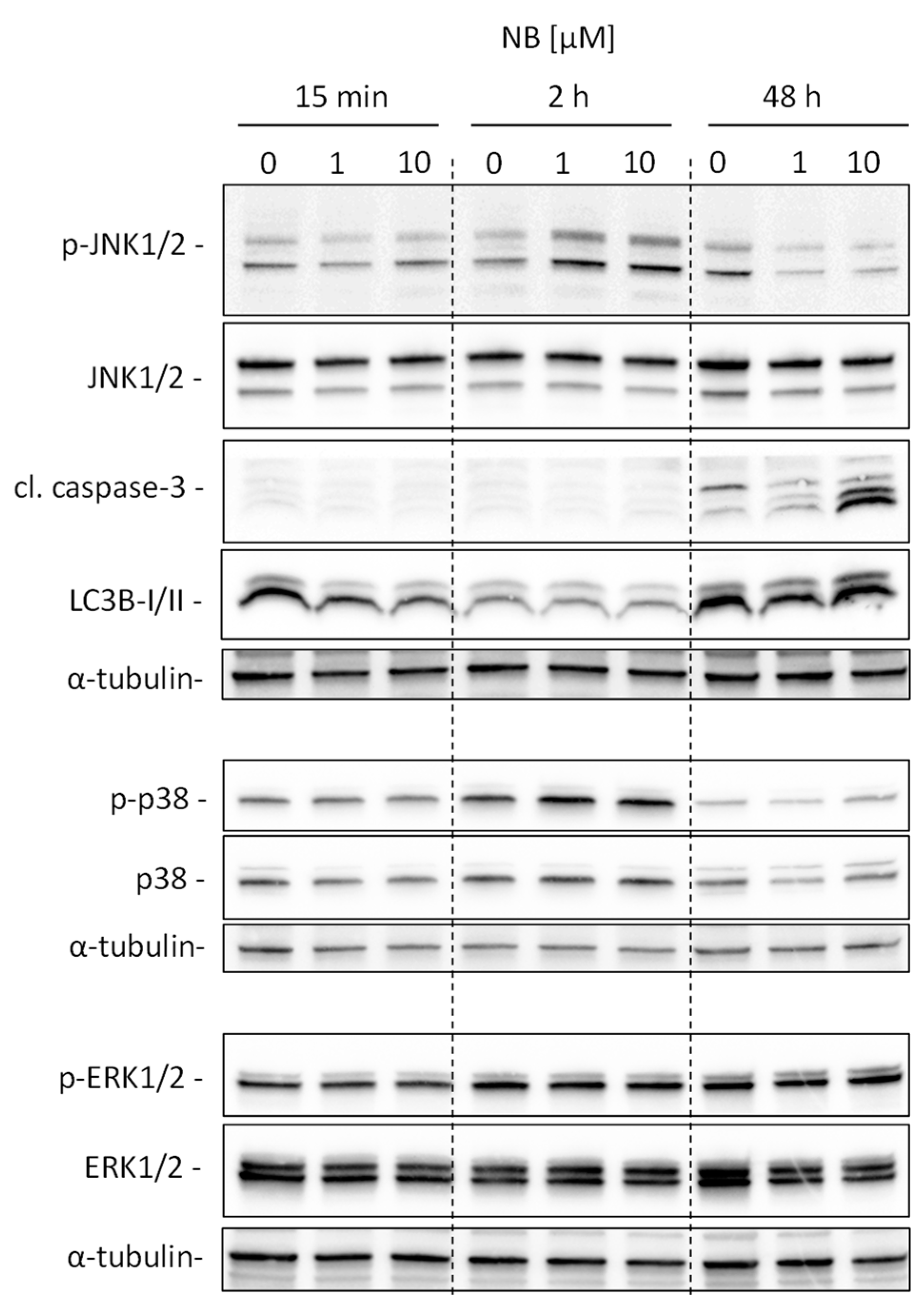 Marinedrugs 20 00597 g006 Marinedrugs 20 00597 g006