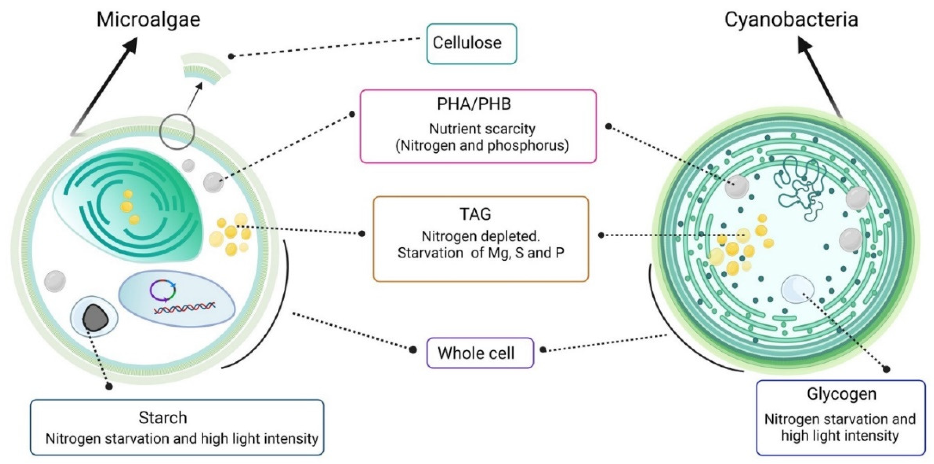 Marinedrugs 20 00601 g002
