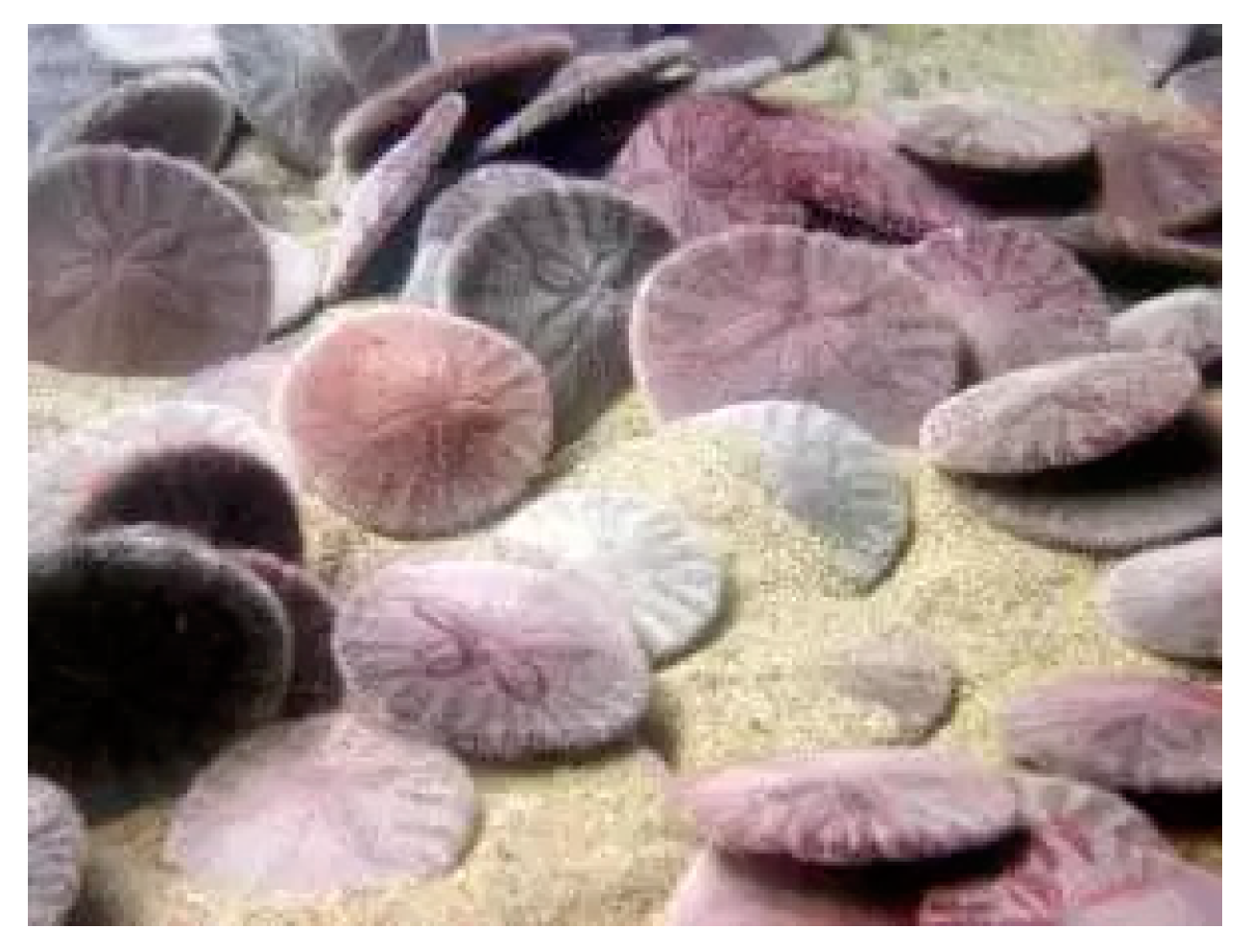 Marinedrugs 20 00611 g001