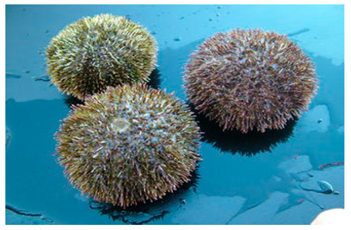 Marinedrugs 20 00611 g002