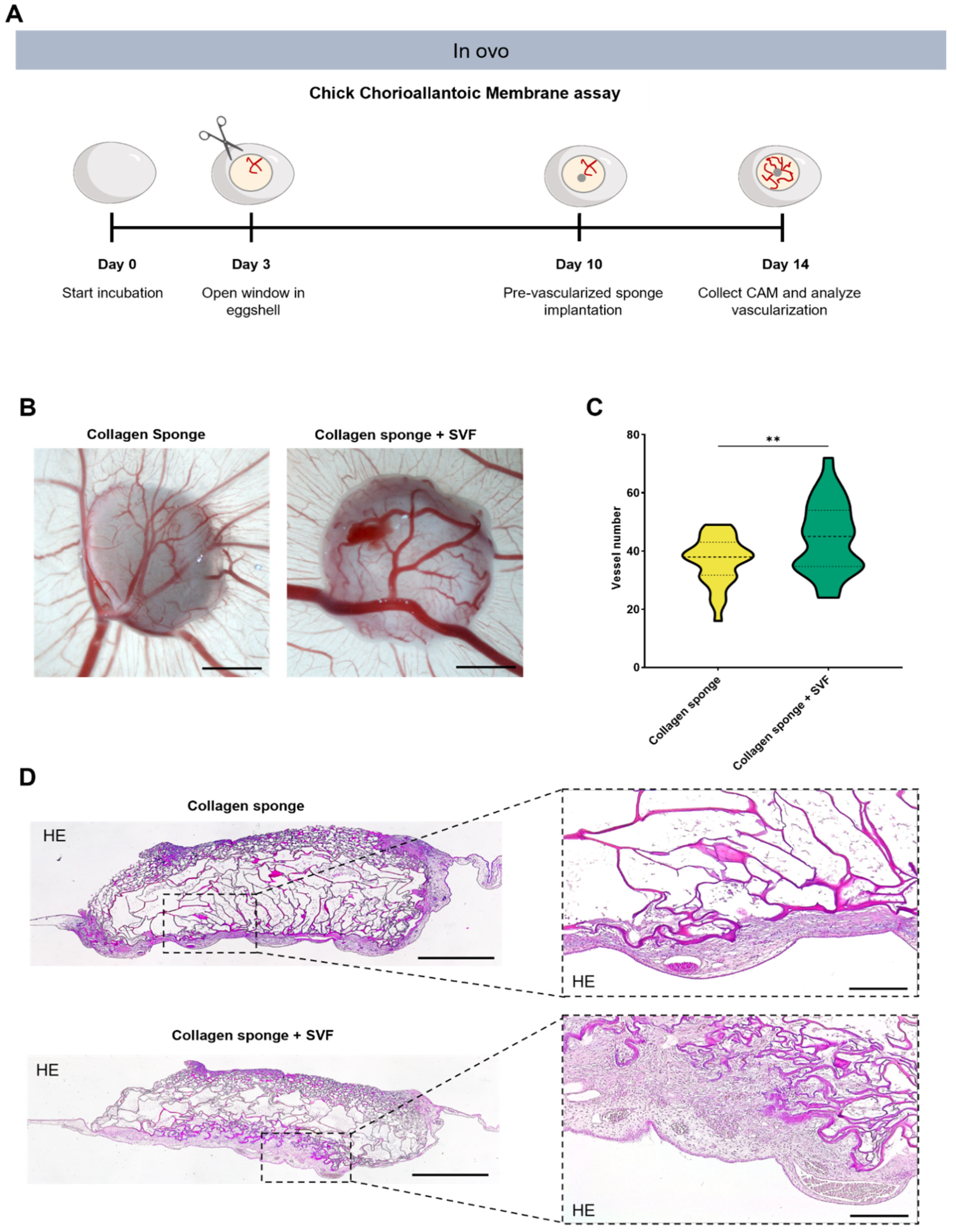 Marinedrugs 20 00623 g002