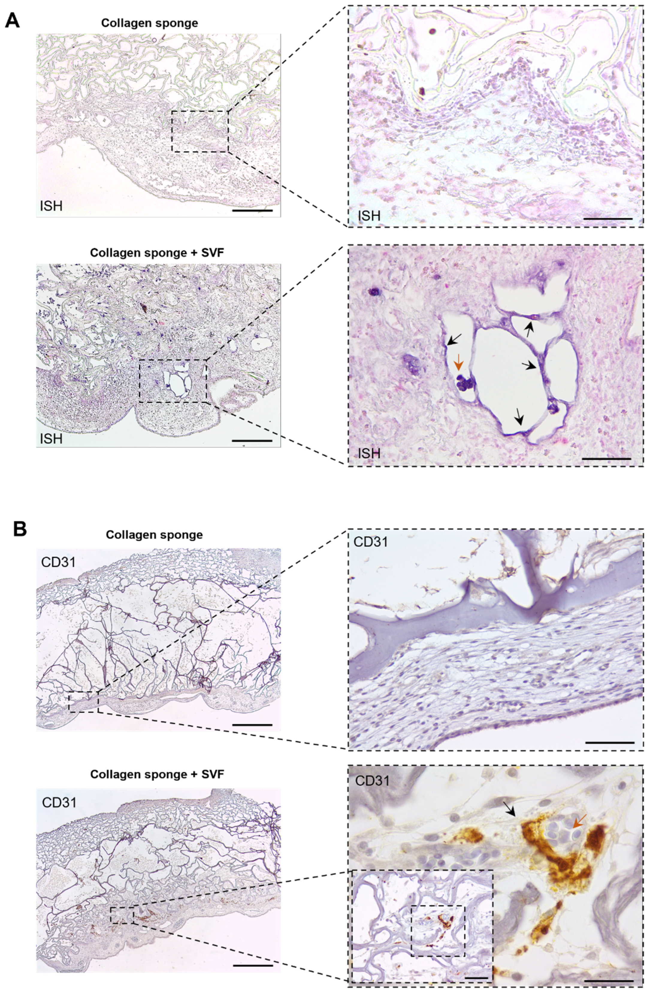 Marinedrugs 20 00623 g003