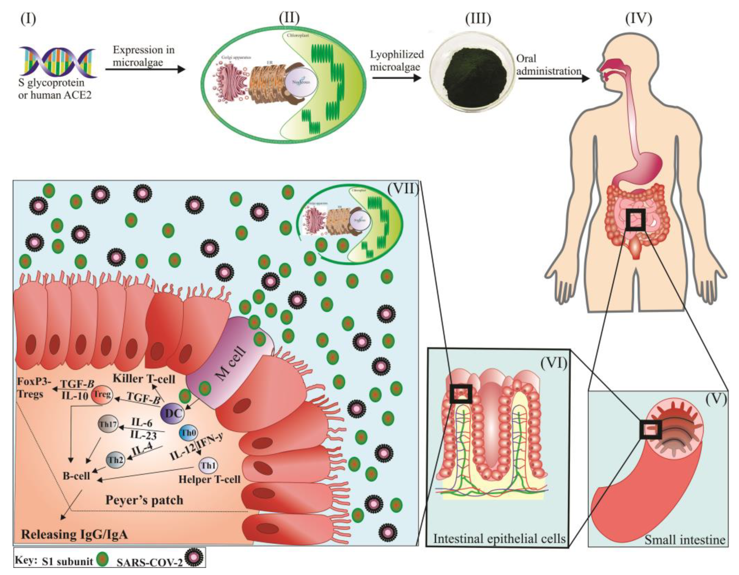 Marinedrugs 20 00657 g003