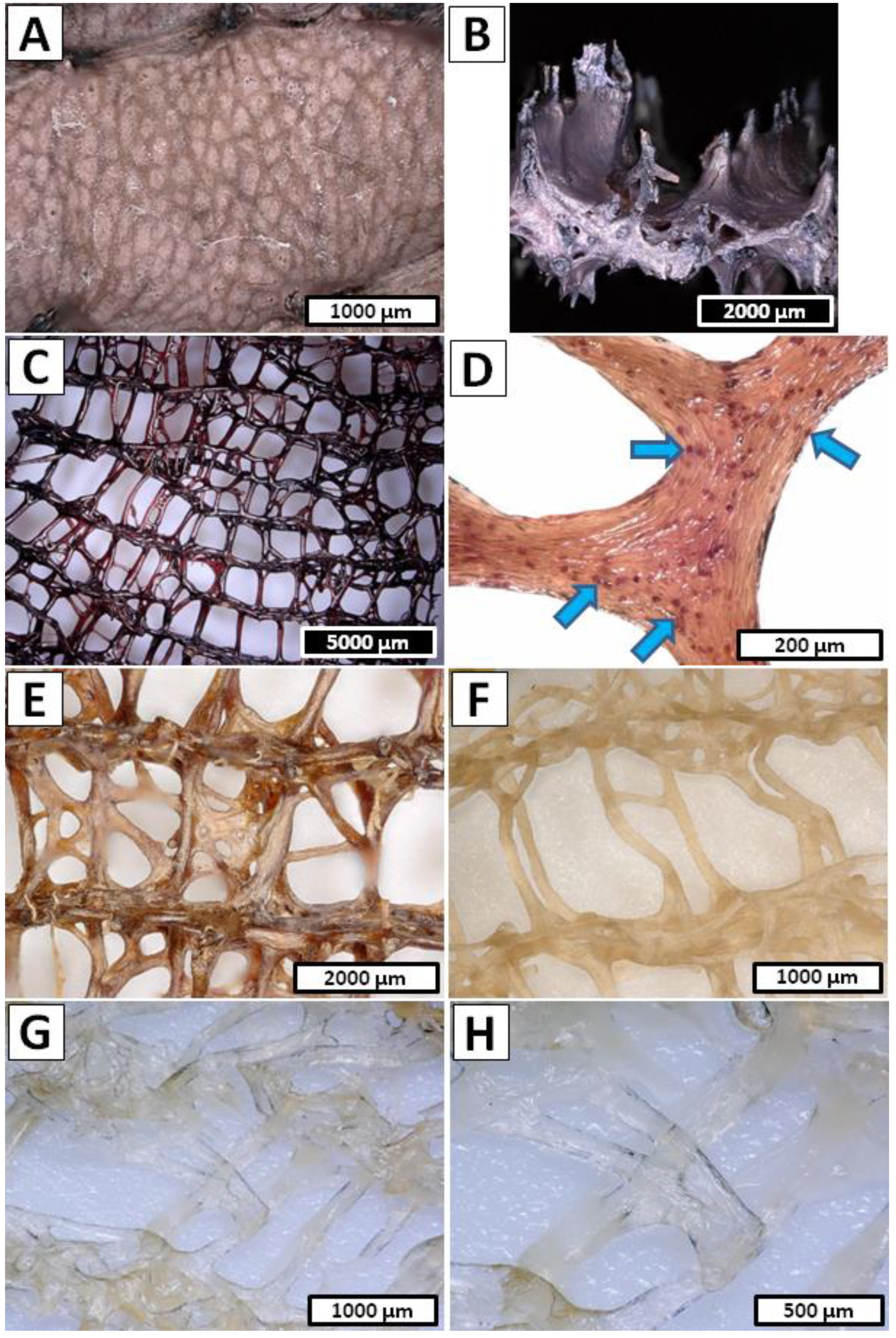 Marinedrugs 20 00665 g004
