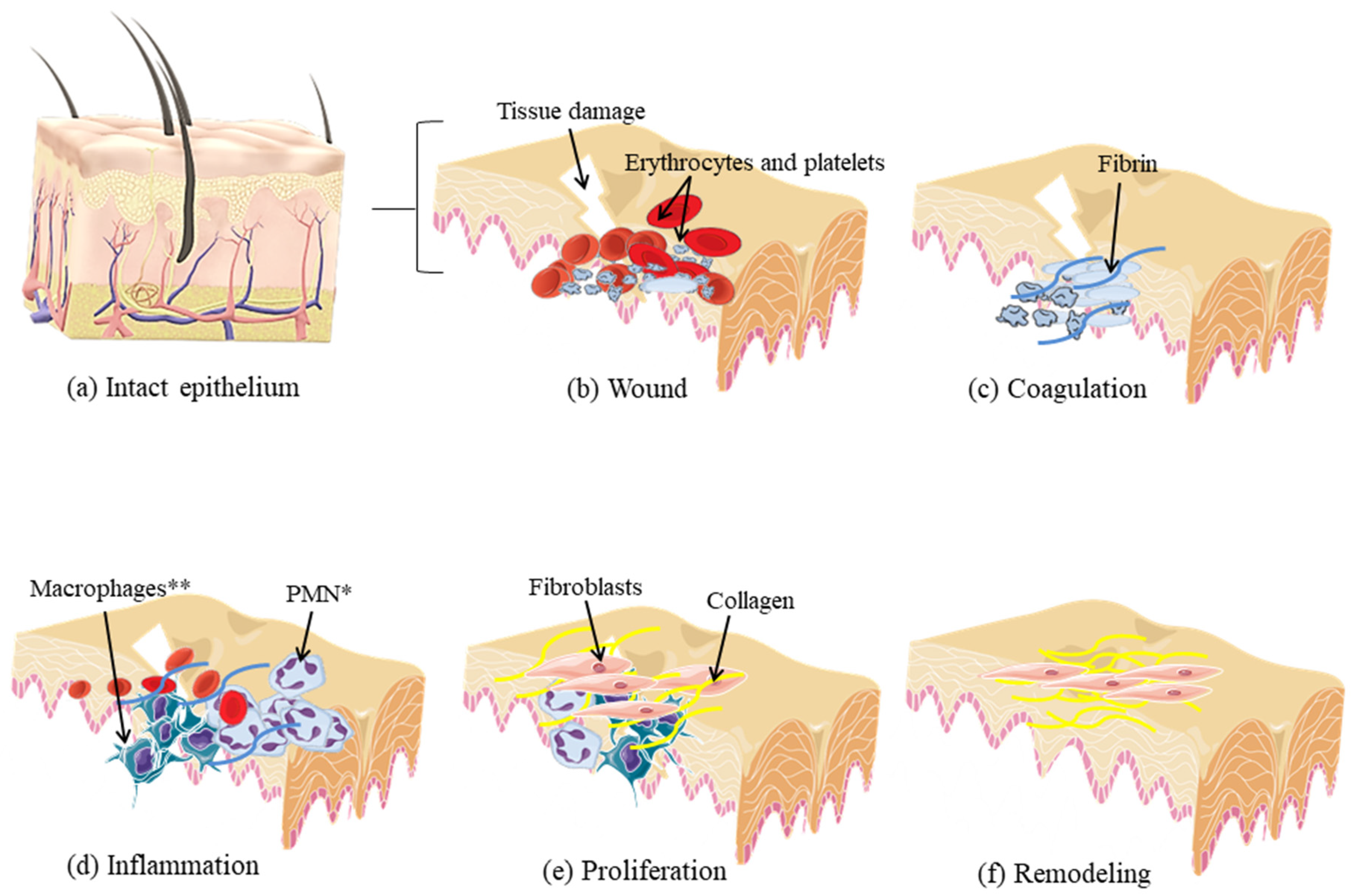 Marinedrugs 20 00676 g001