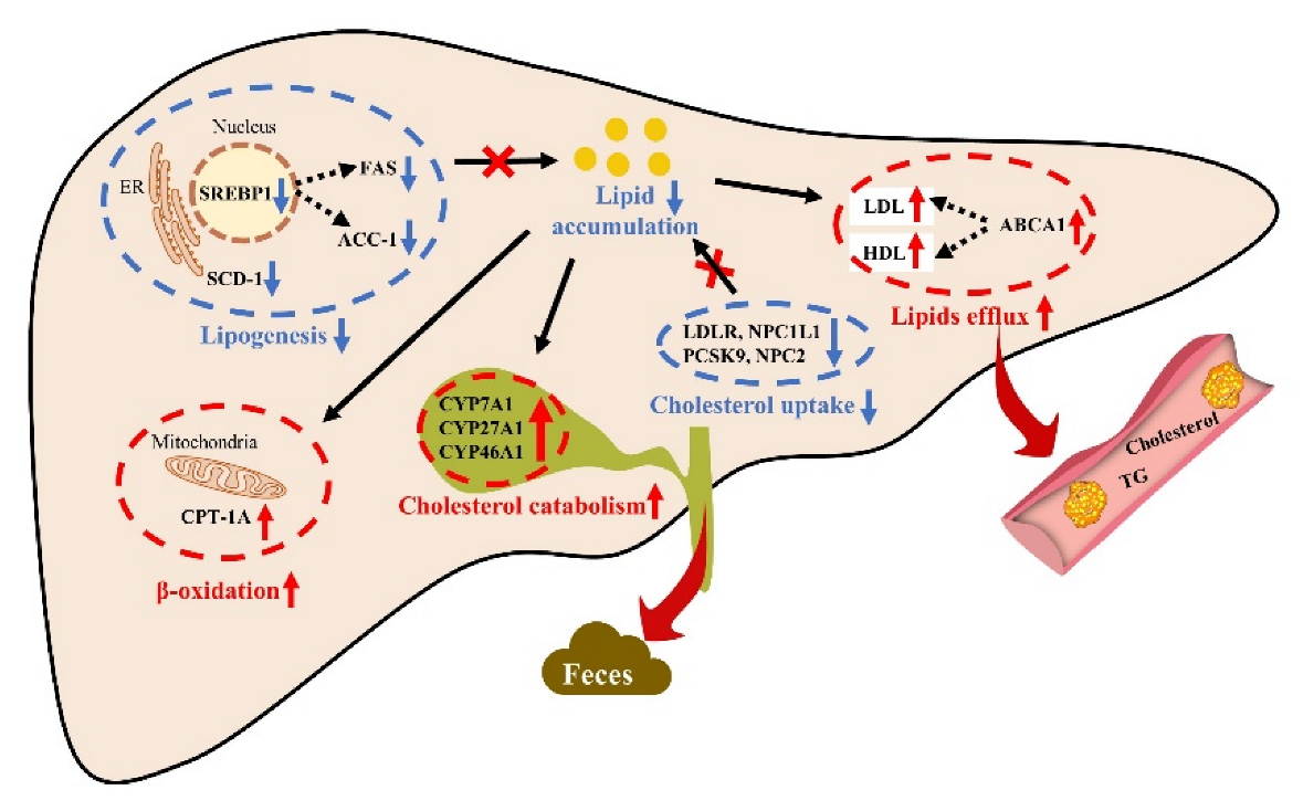 Marinedrugs 20 00703 g008