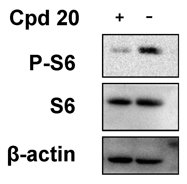 Marinedrugs 20 00736 g008