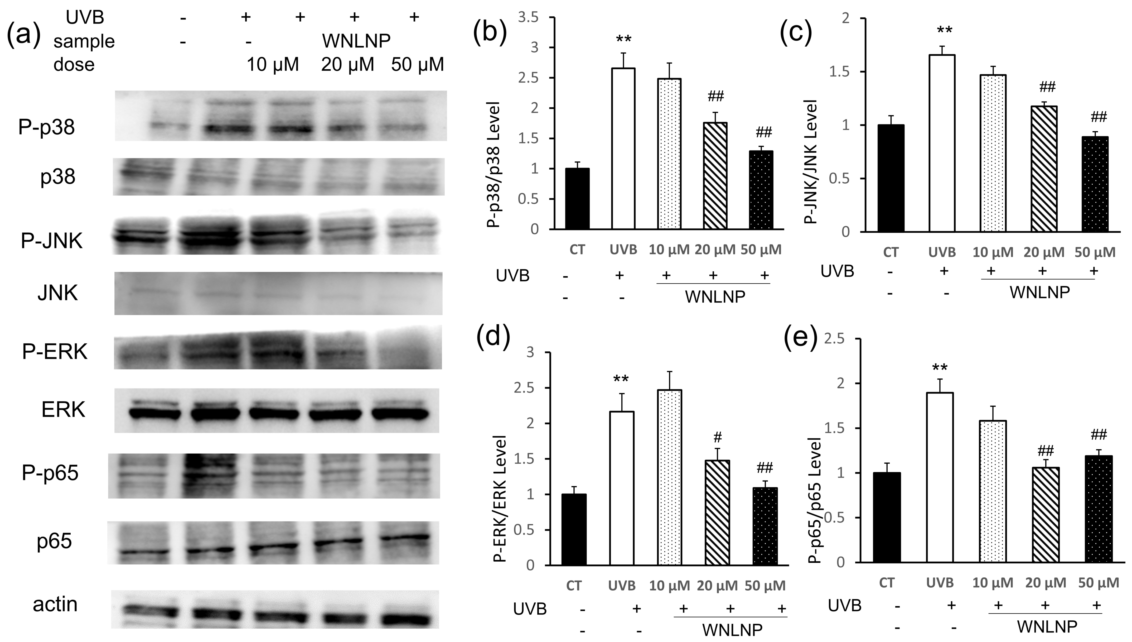 Marinedrugs 20 00749 g007 Marinedrugs 20 00749 g007