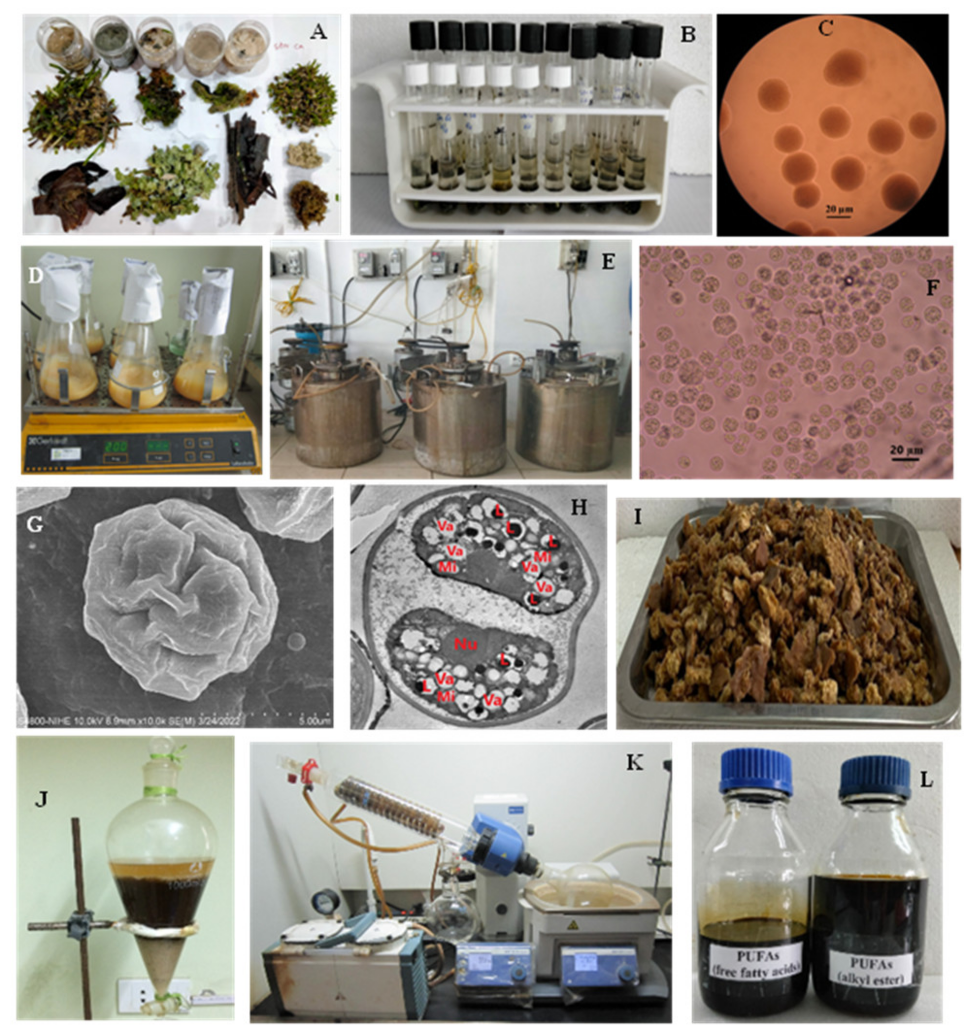 Marinedrugs 20 00780 g001