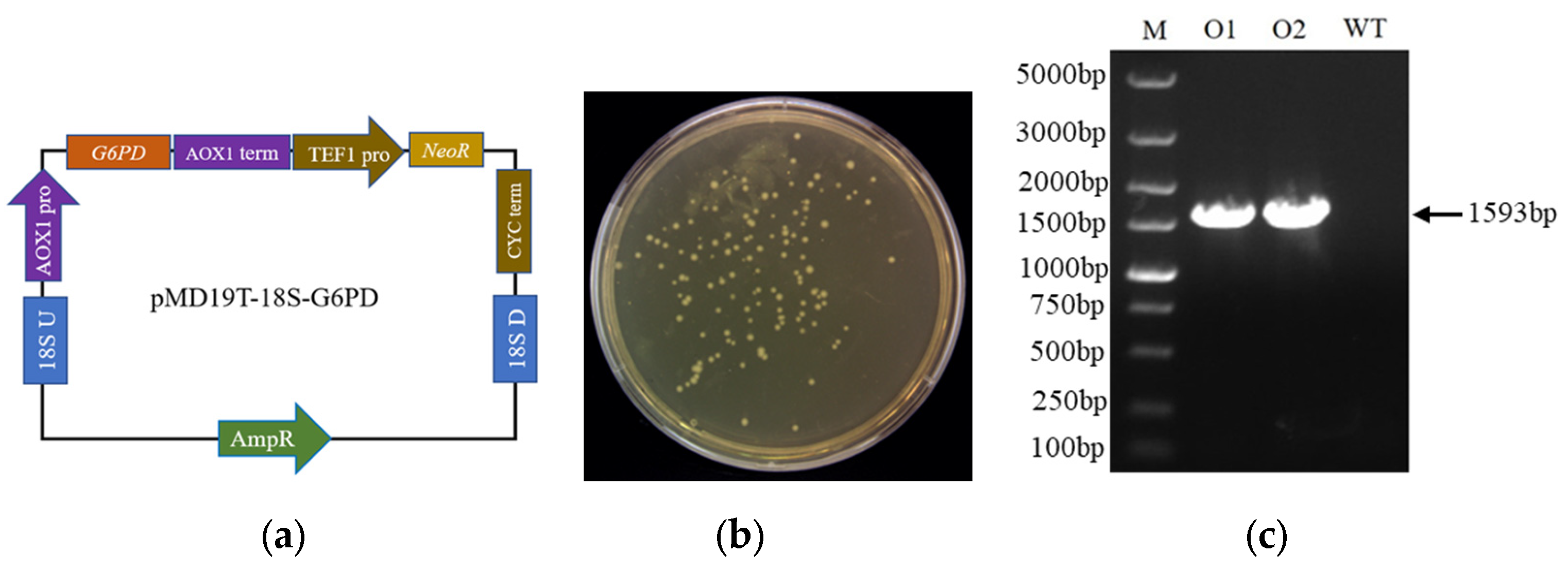 Marinedrugs 21 00017 g001