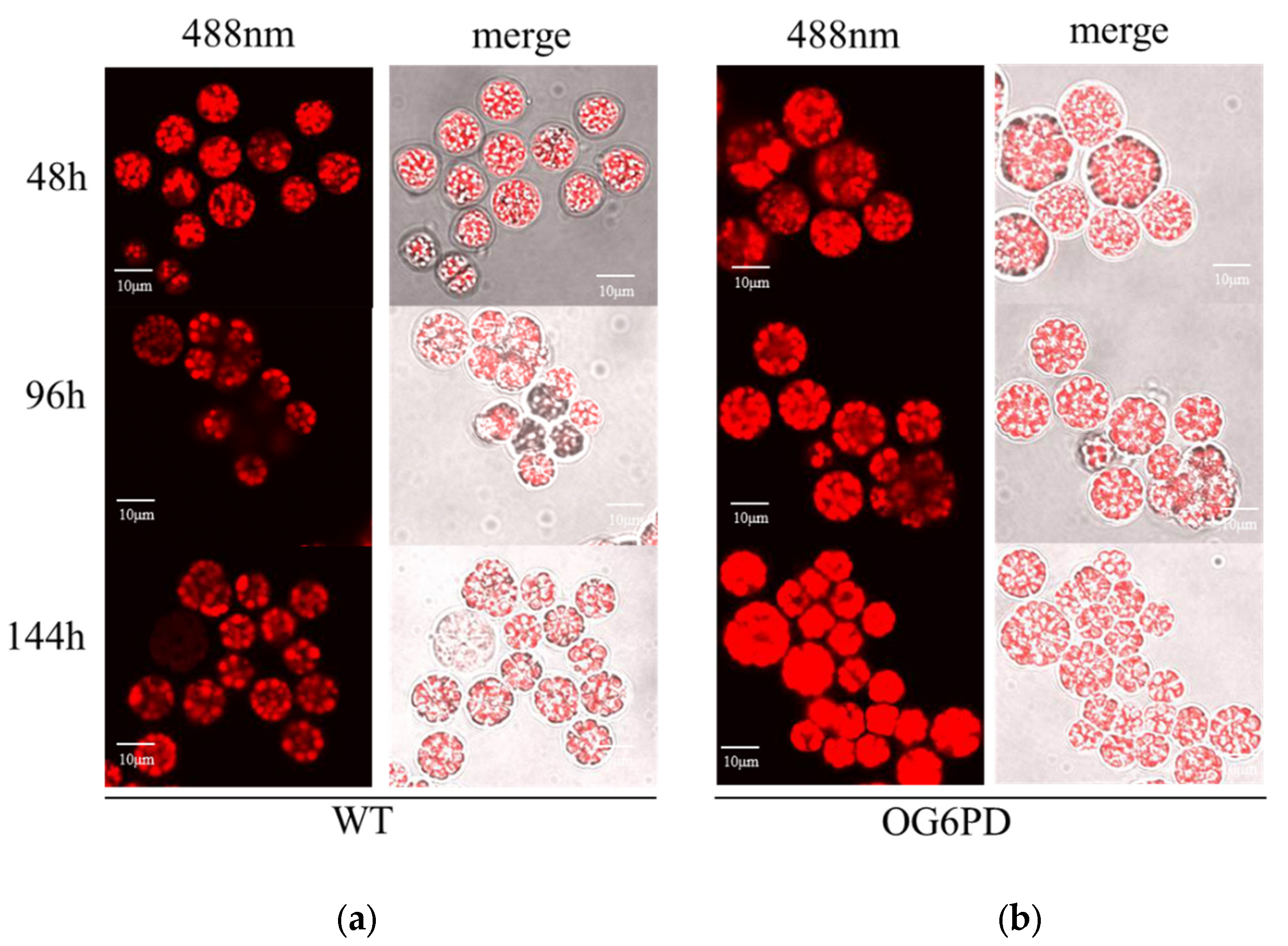 Marinedrugs 21 00017 g004