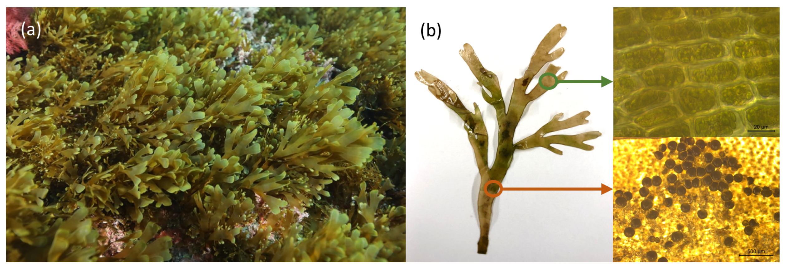 Marinedrugs 21 00040 g002