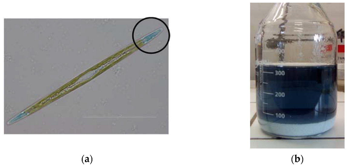 Marinedrugs 21 00042 g001