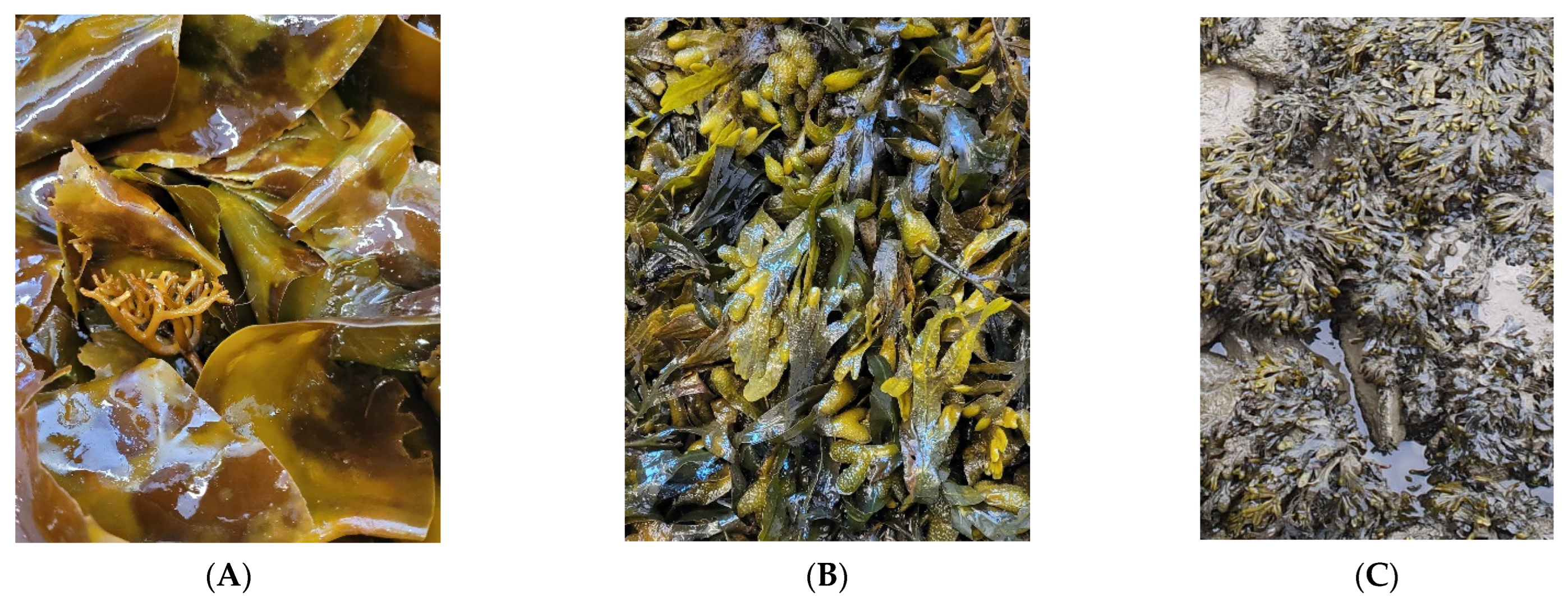 Marinedrugs 21 00048 g004 Marinedrugs 21 00048 g004