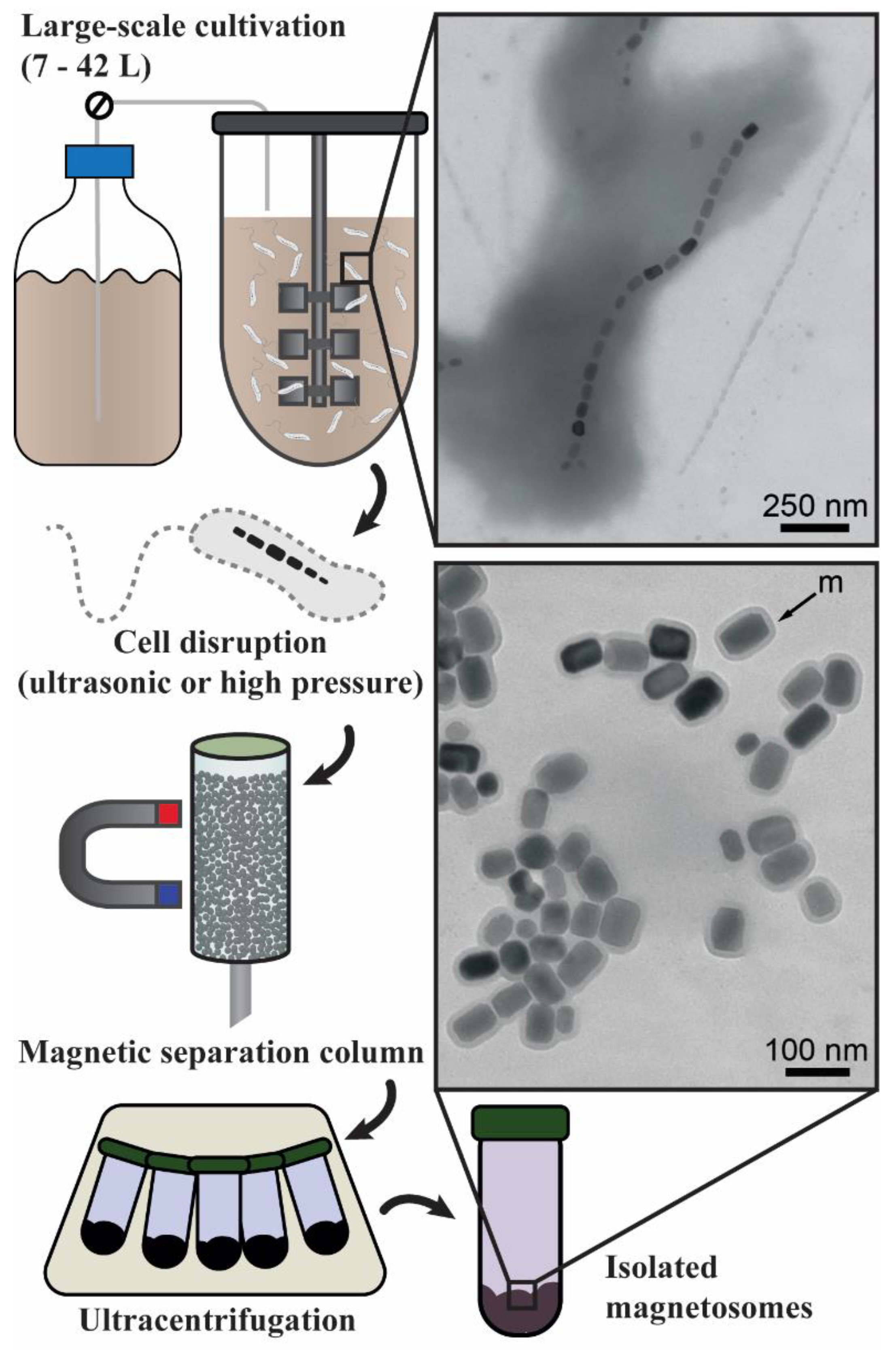 Marinedrugs 21 00060 g001