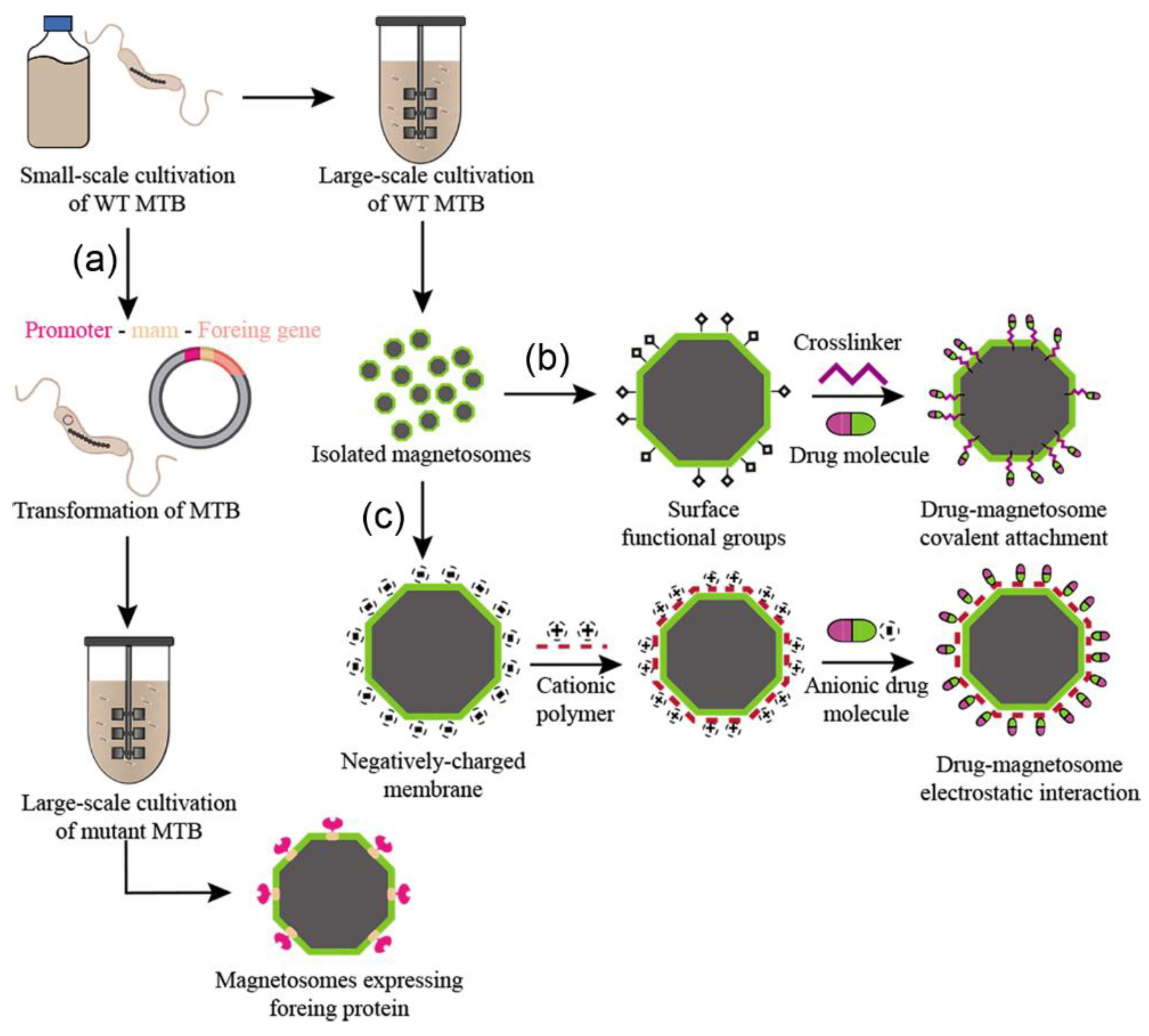 Marinedrugs 21 00060 g002