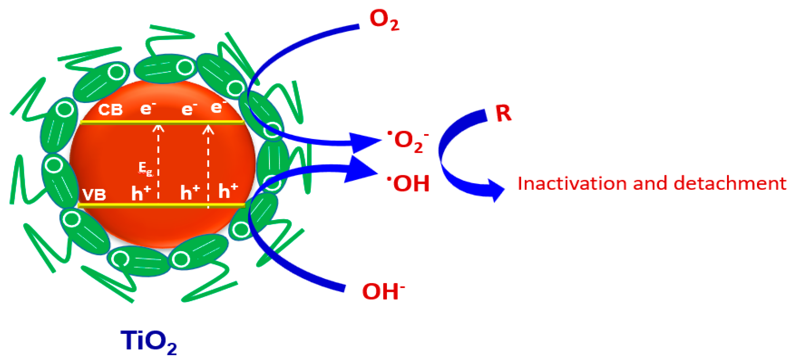 Marinedrugs 21 00062 g009
